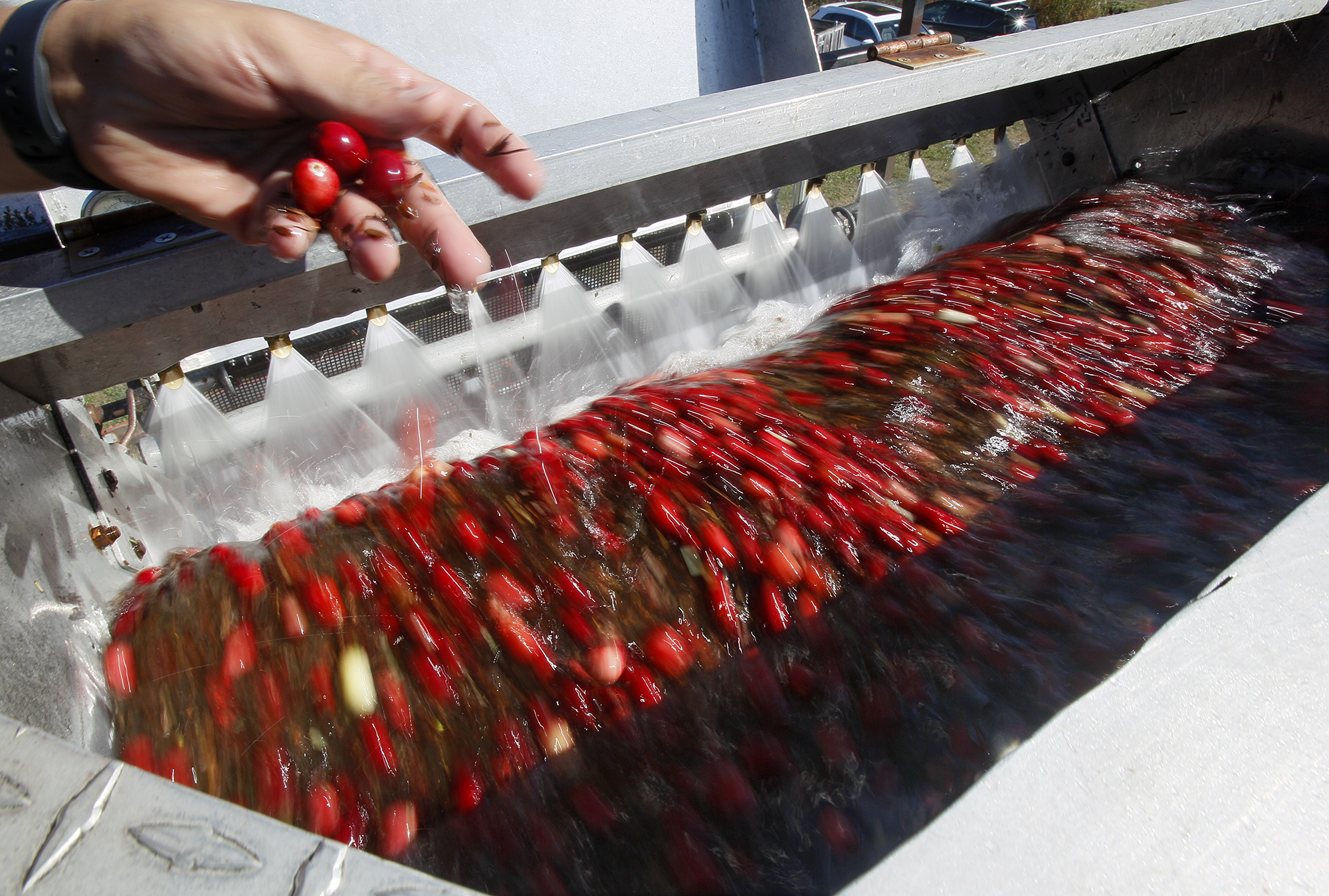 Ocean Spray cranberries.