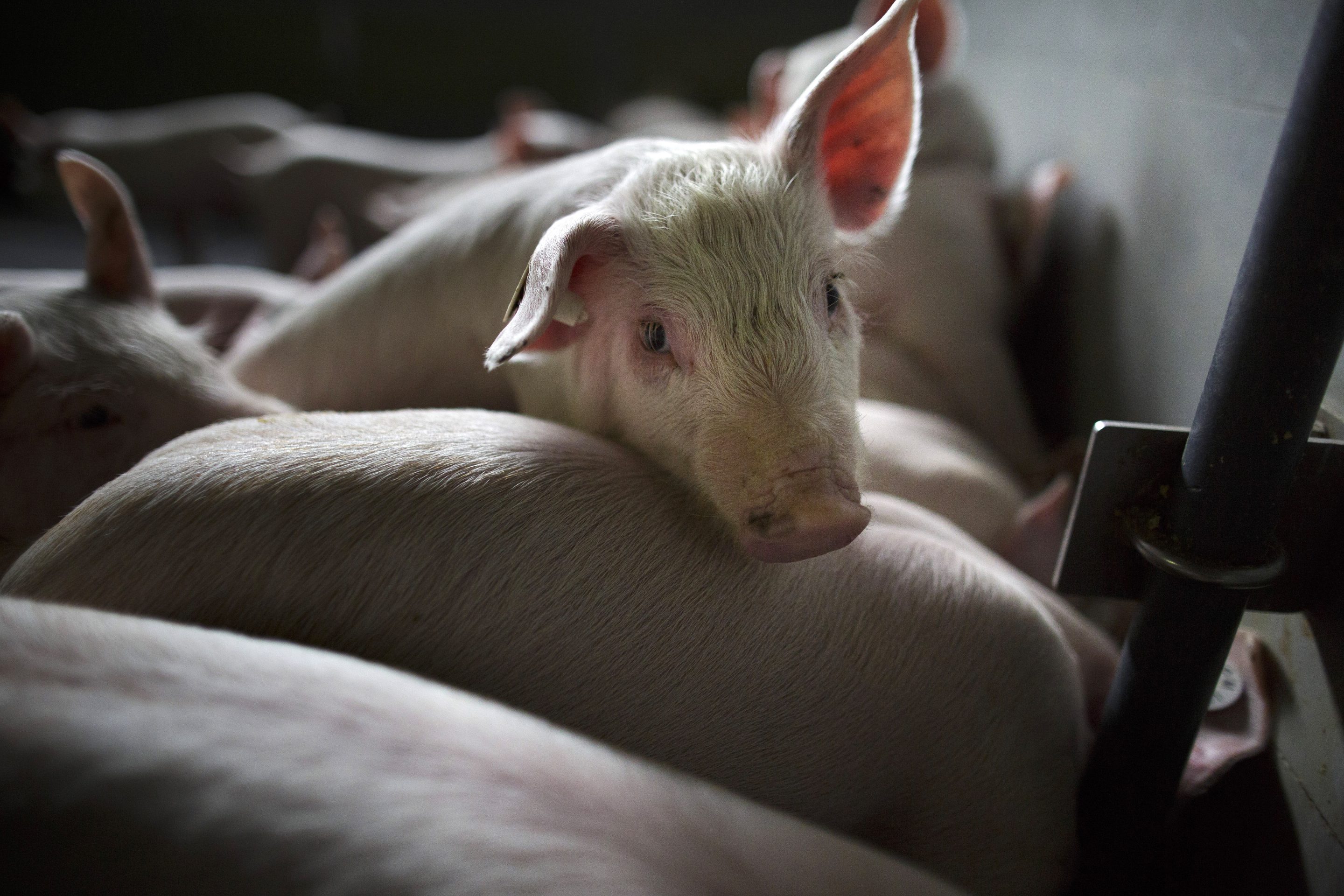 Only by working with farmers can sustainable solutions be found.