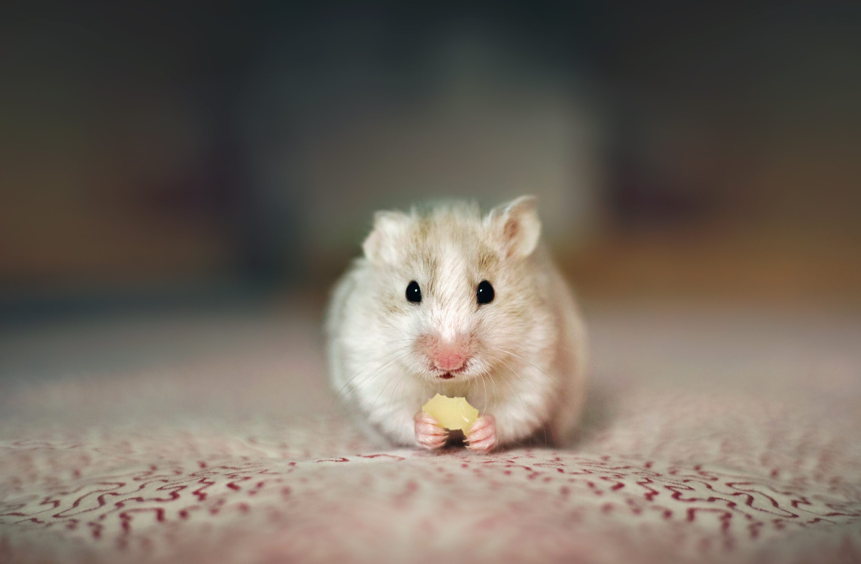 Mr. Goxx (not pictured) was a crypto-trading hamster that at one point was outperforming the trading performance of Warren Buffett and Cathie Woods. He died in his sleep Monday. Photo by Sol de Zuasnabar Brebbia.