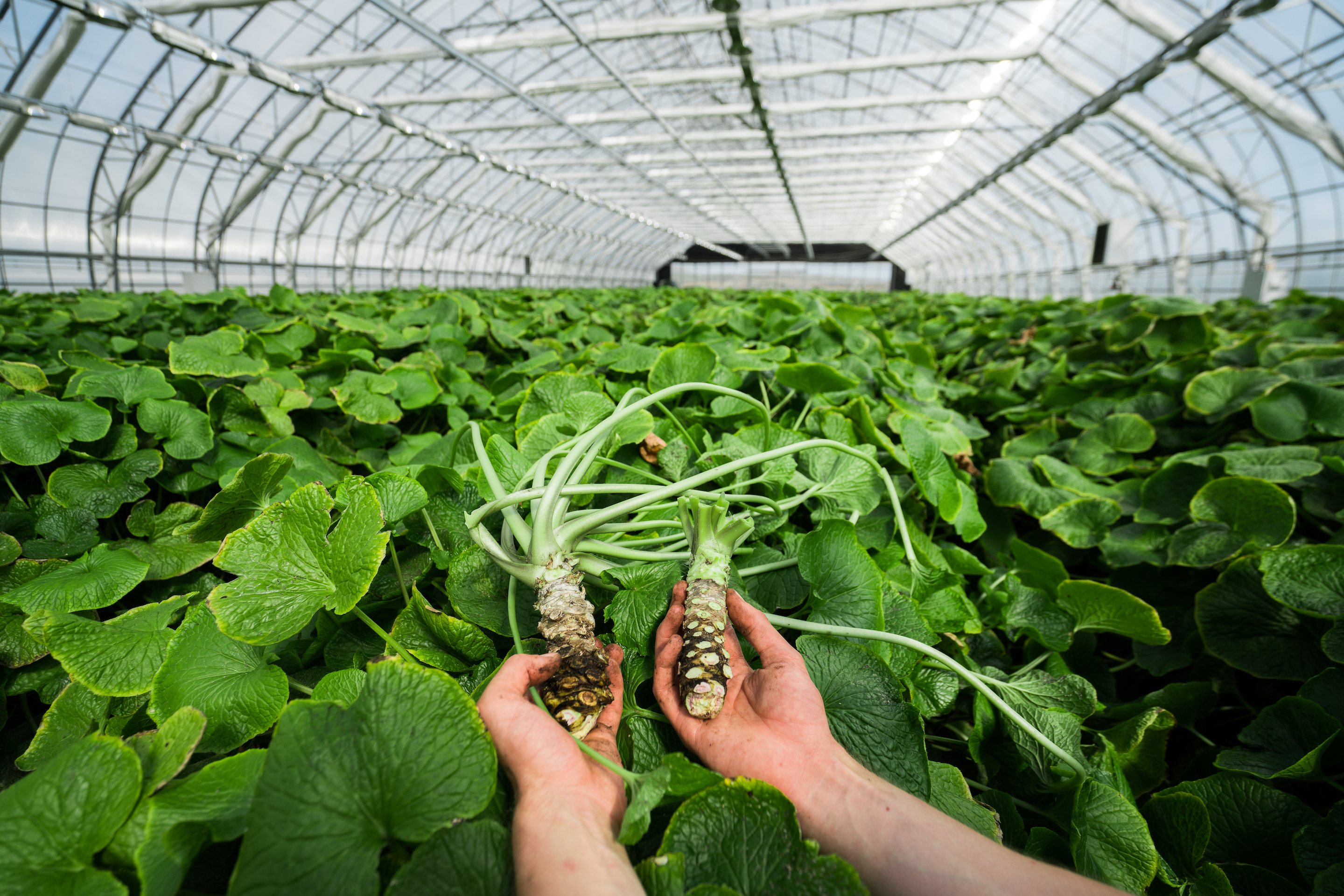 Wasabi, or Japanese horseradish, a flowering plant.