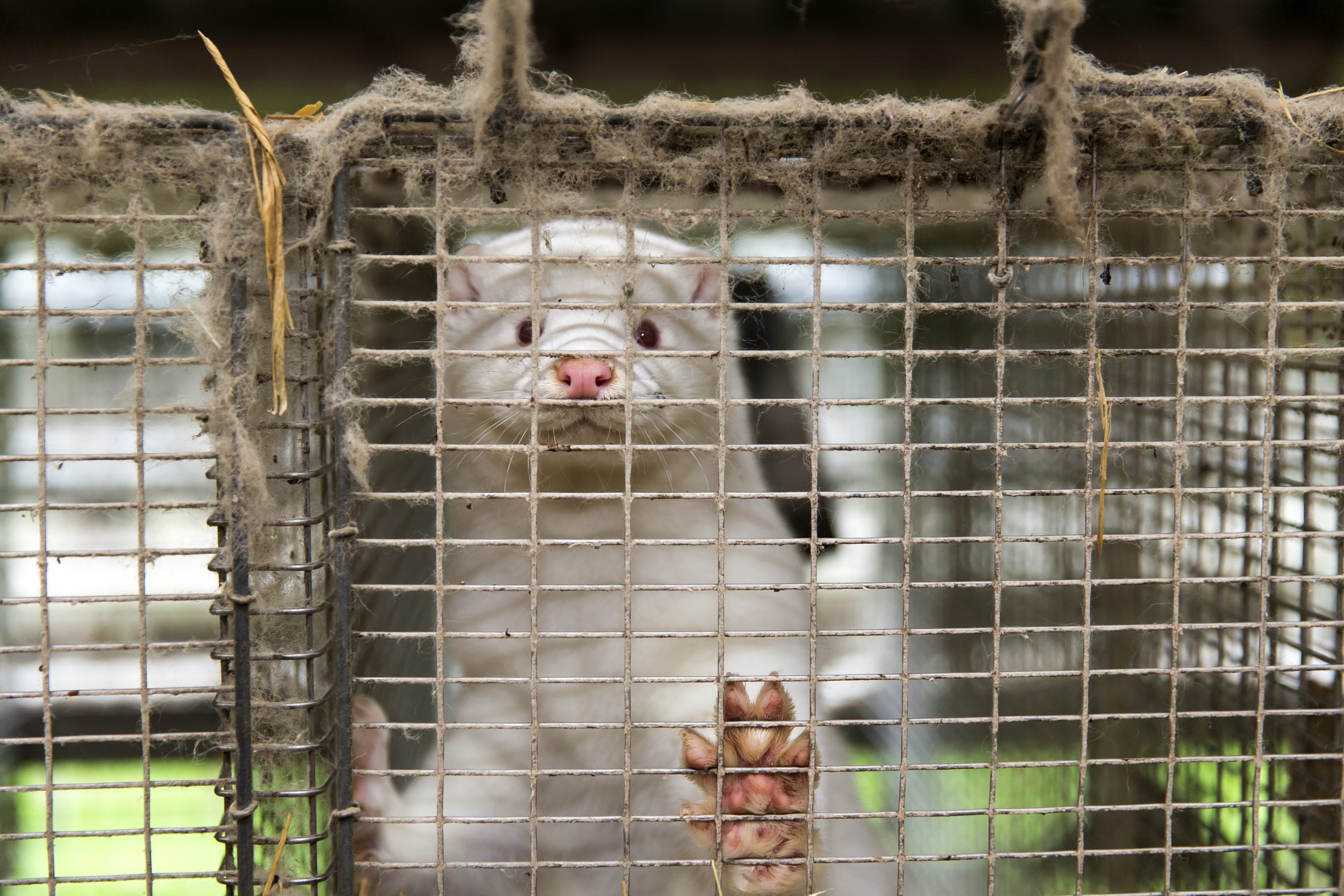 Danish Mink Farmer Criticize Government For Unlawful Order To Cull All Mink