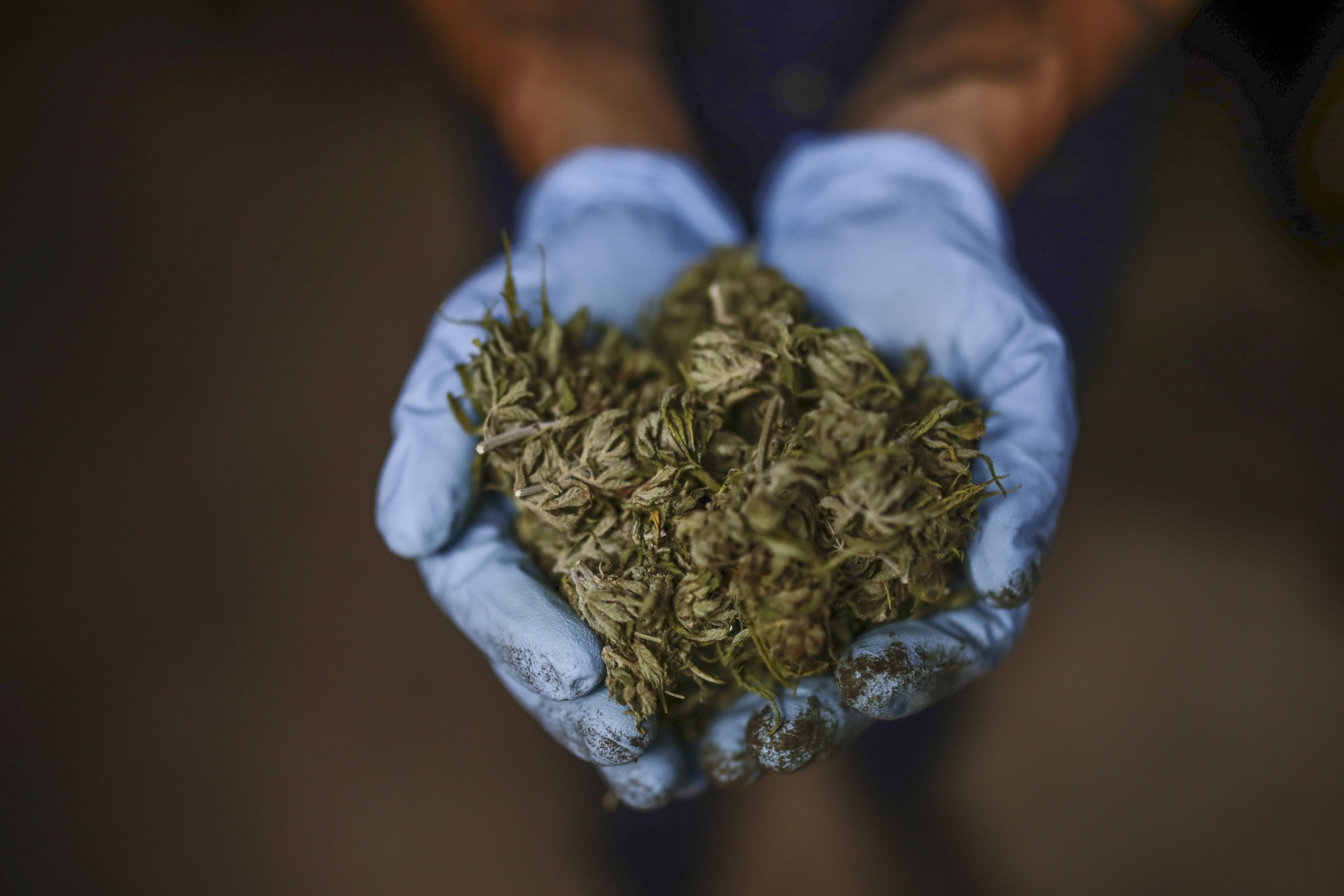 The two compounds commonly found in hemp — called cannabigerolic acid, or CBGA, and cannabidiolic acid, or CBDA — were identified during a chemical screening effort as having potential to combat coronavirus, researchers from Oregon State University said.