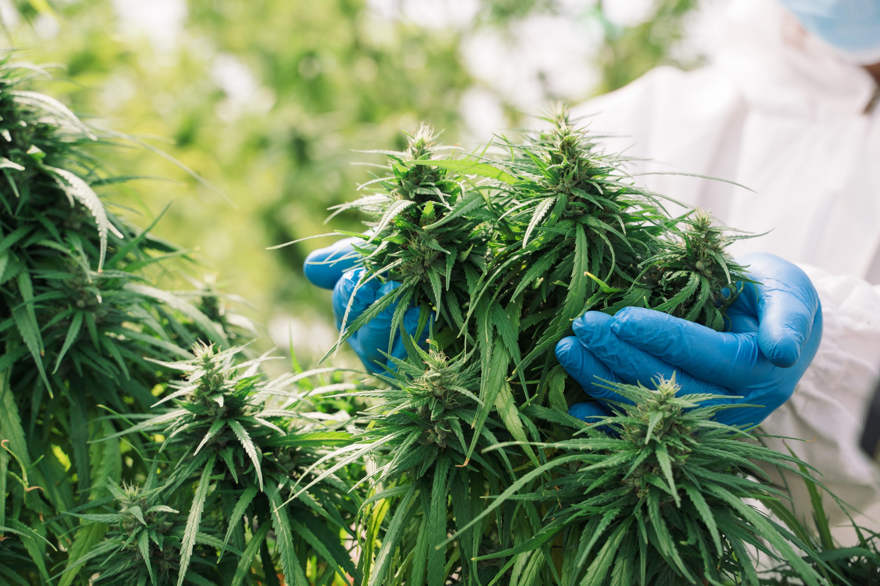 Marijuana plants