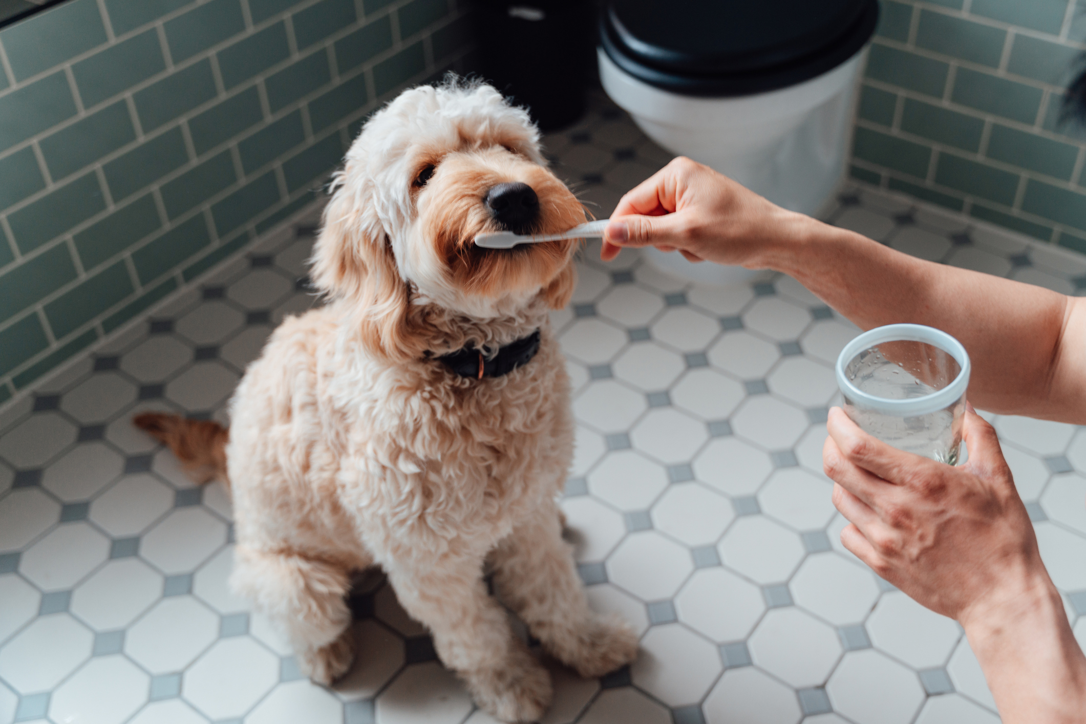 Cleaning your dog’s teeth is important for maintaining good dental hygiene. 