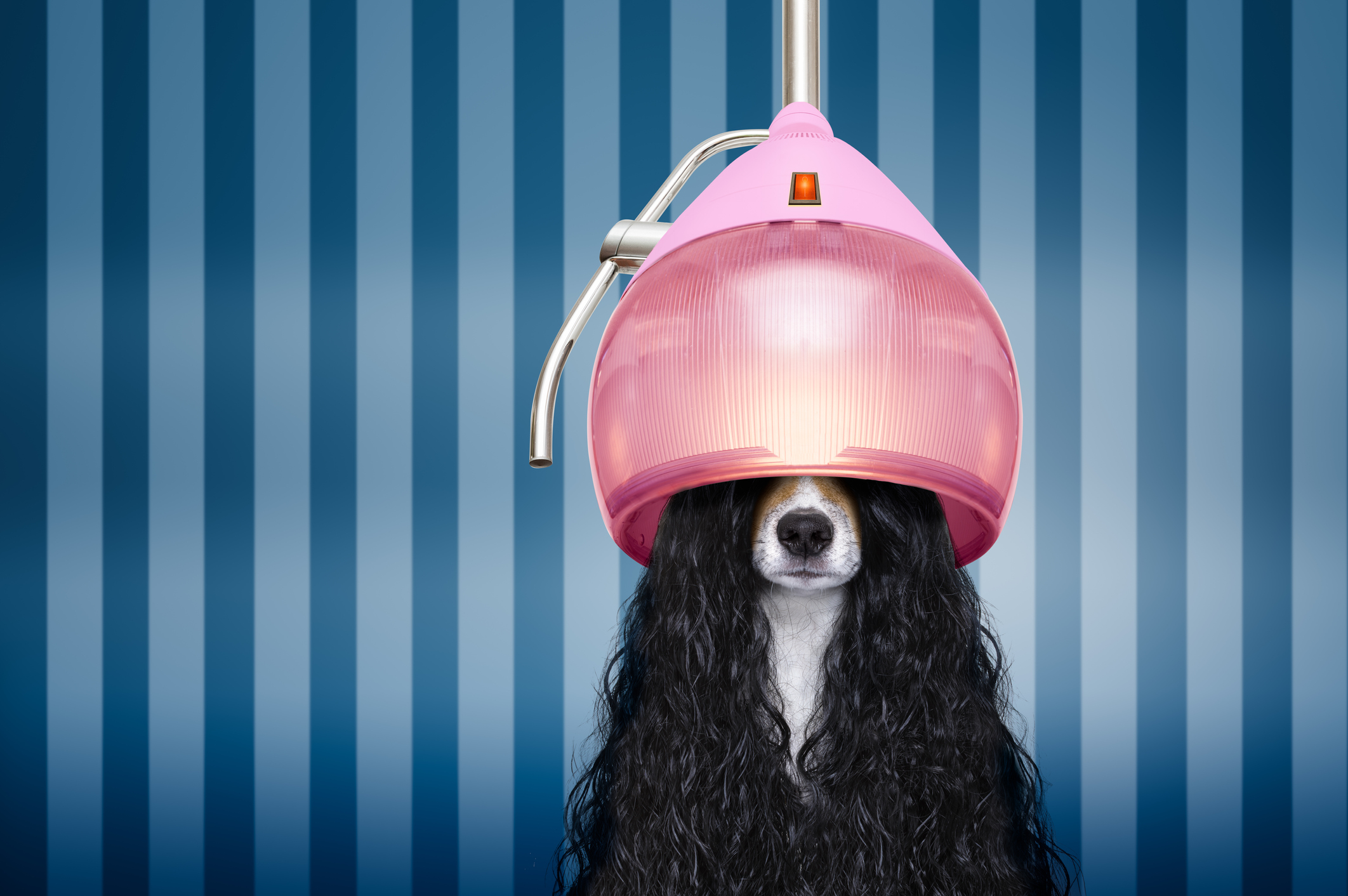 We are pampering our pets more than ever, and maybe this is what they always deserved.