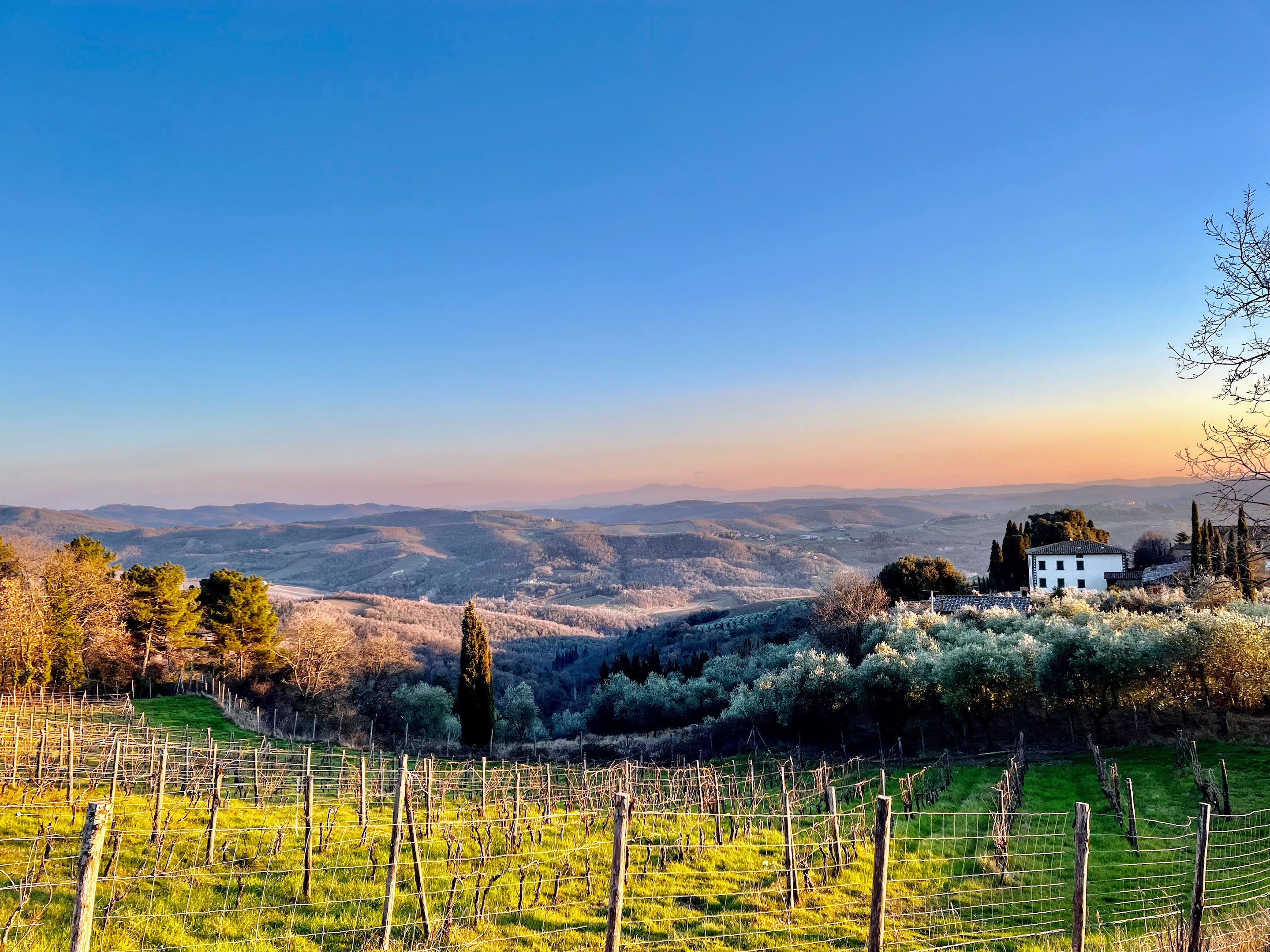 Castello di Volpaia vineyards