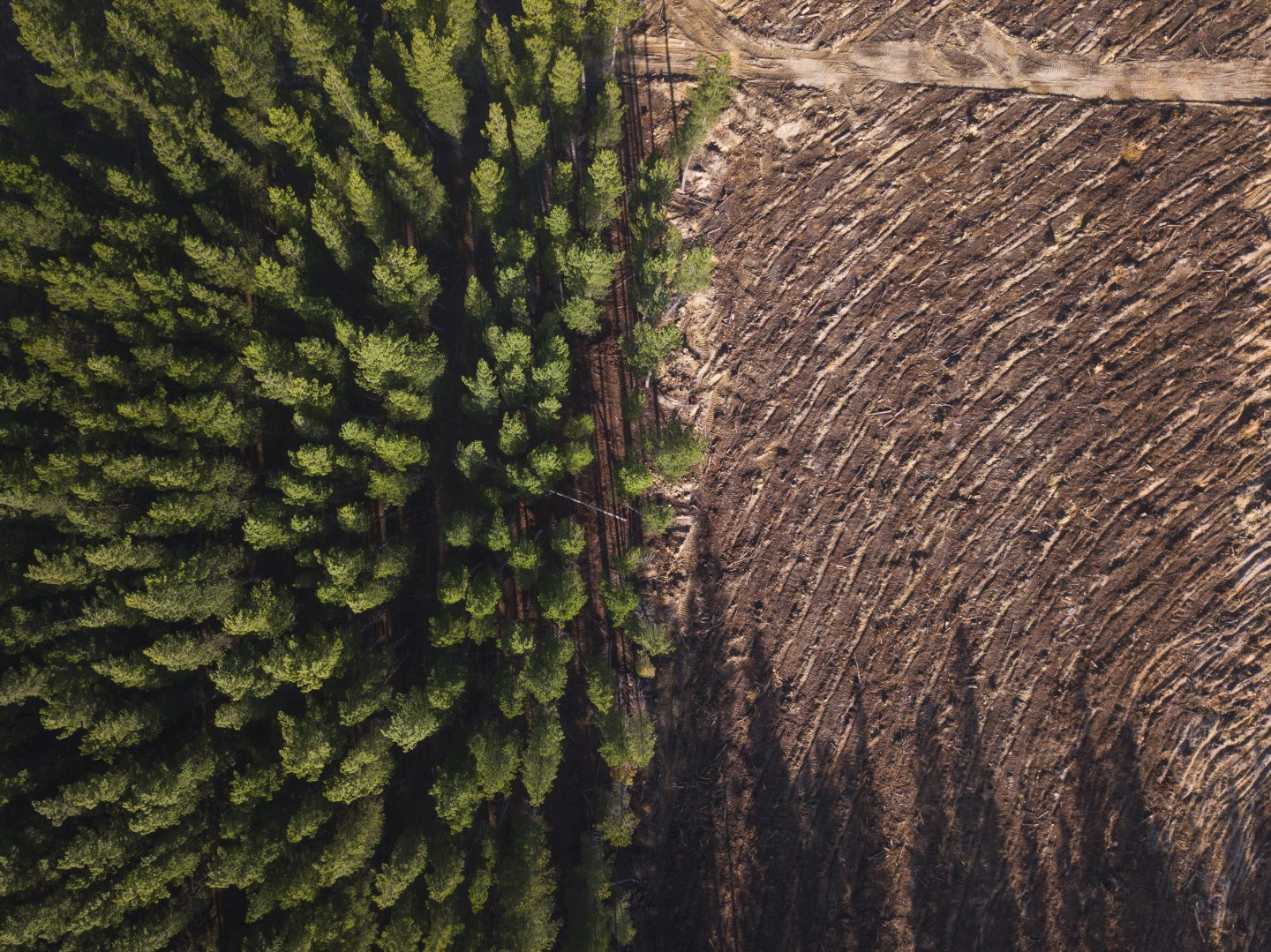 Pine tree forest deforestation shown from above.