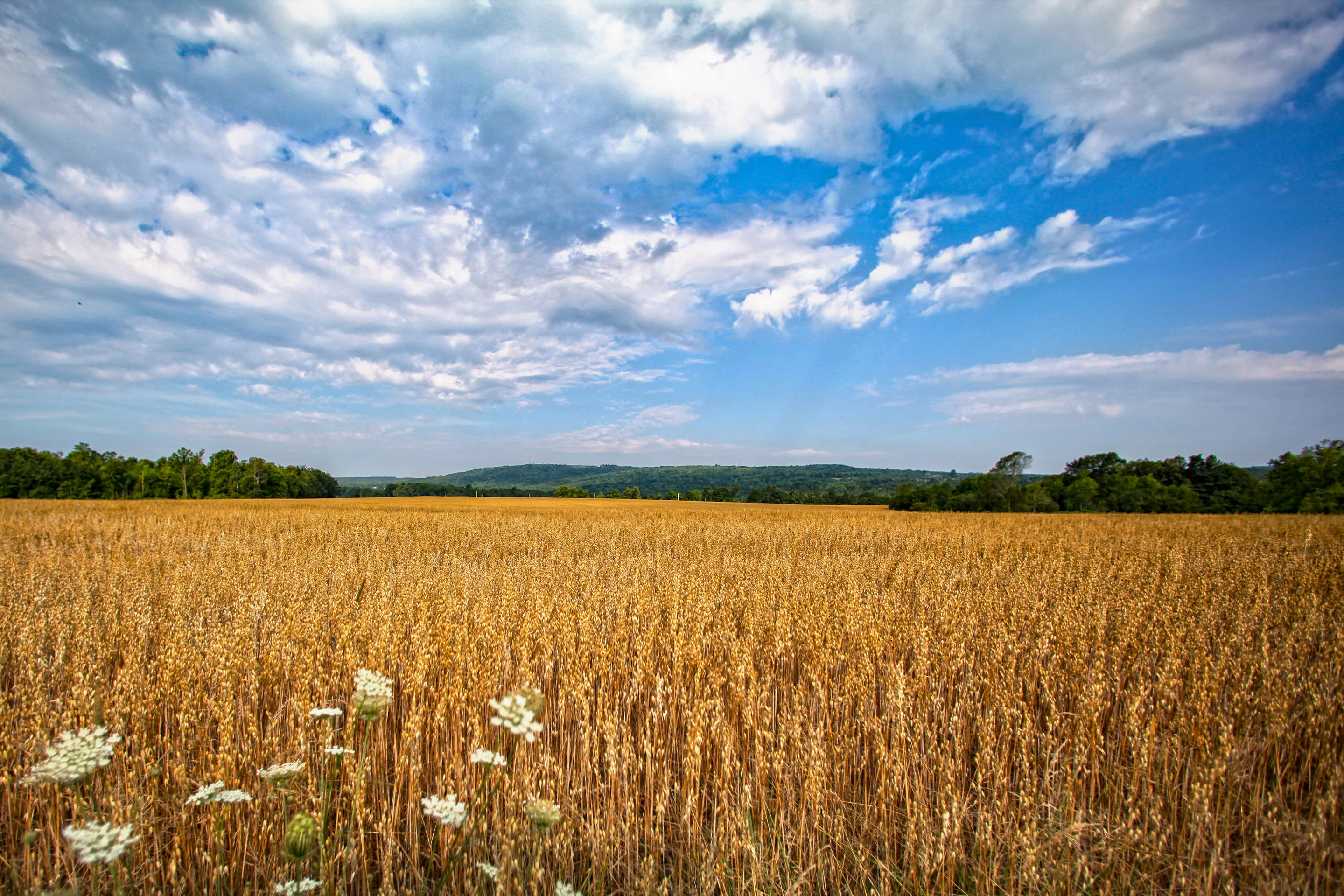 View of a peaceful, farmed field