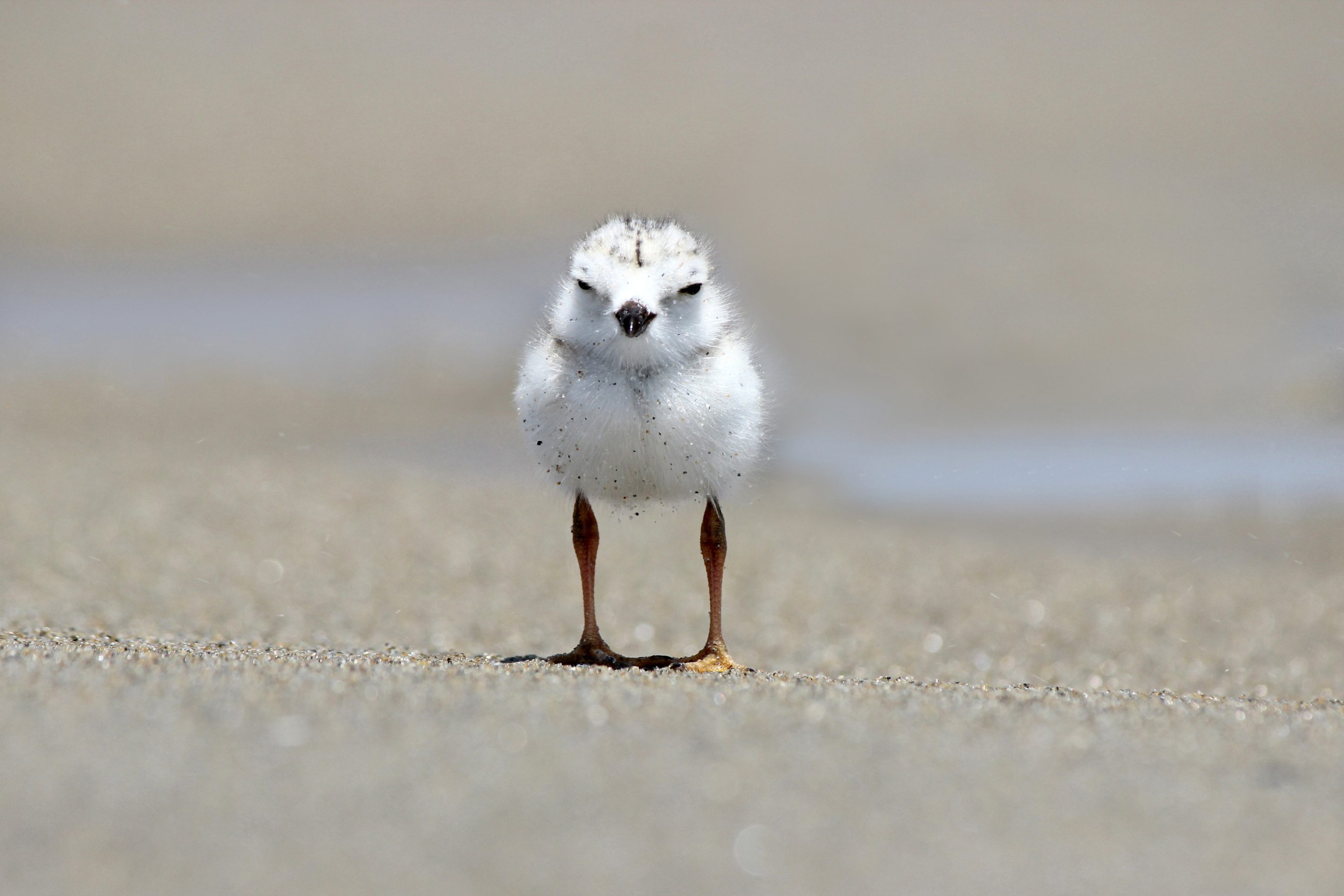 Piping Plover Chick on the Beach
