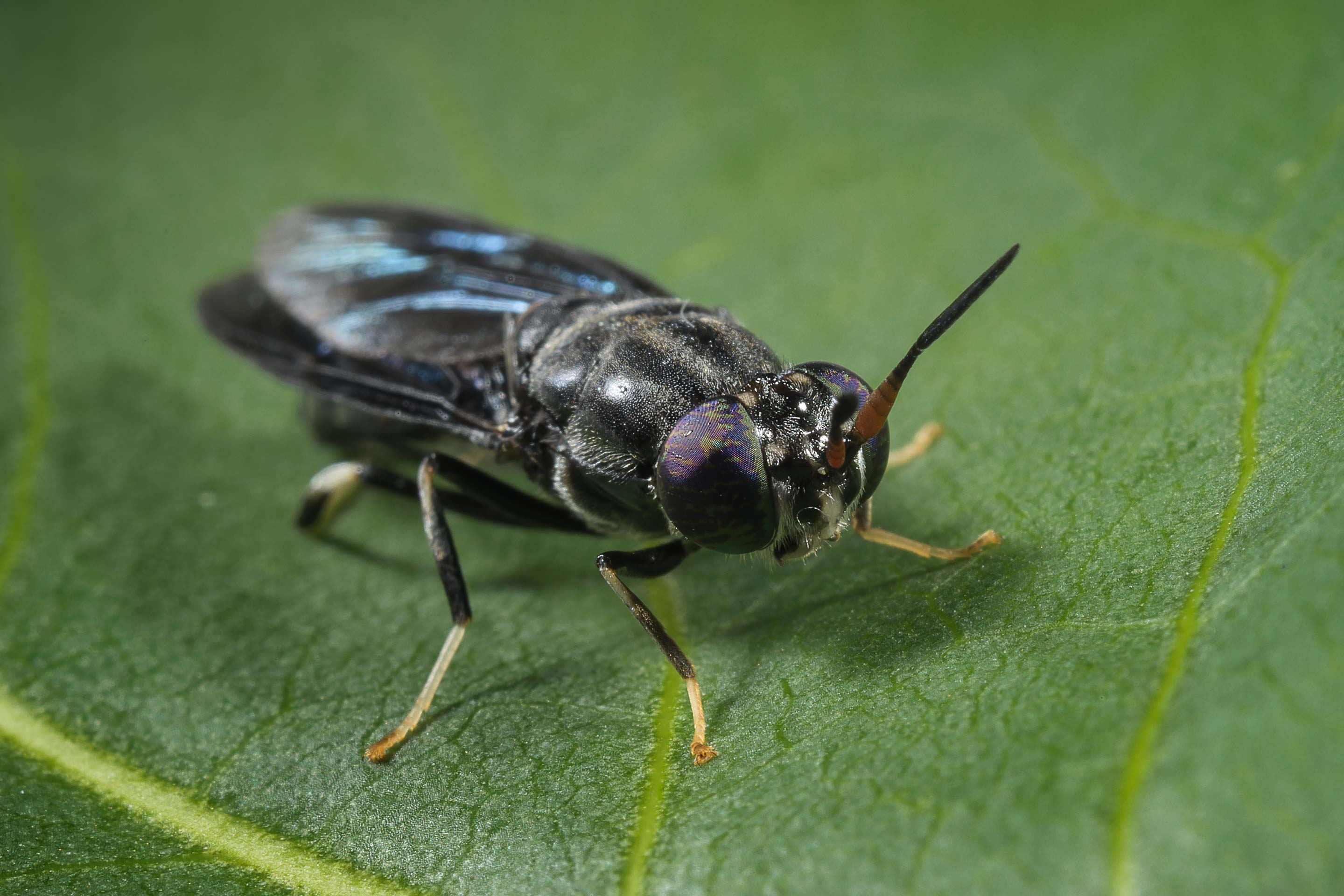 Hermetia illucens, or the black soldier fly, has long held the fascination of scientists who marvel at its ability to decompose food waste and turn it into a vital supply of protein. A slew of startups are breeding the insects as a key ingredient for animal feed.