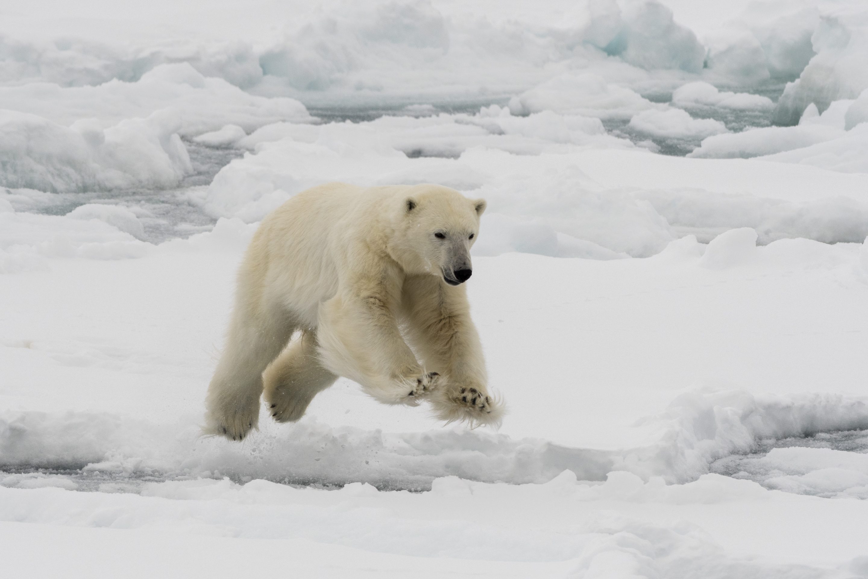 Polar bear