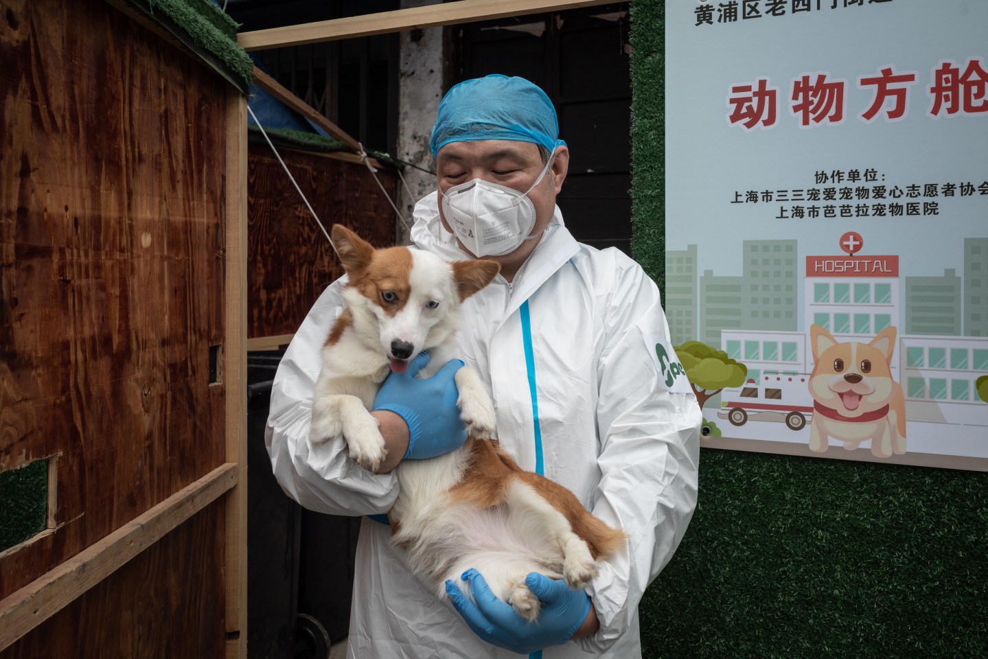 Trained dogs may better detect COVID than rapid tests, new study finds