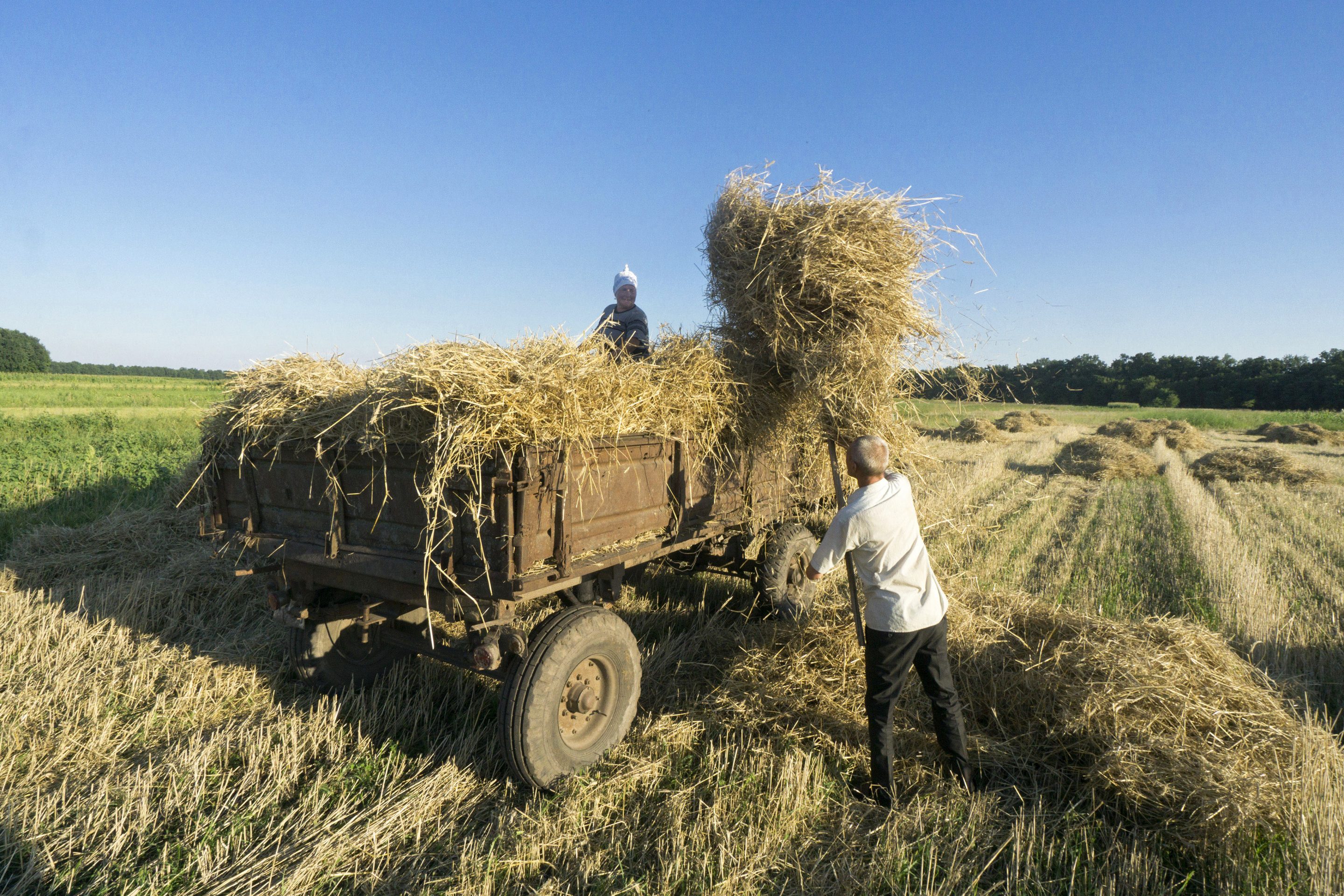 Smallholders use pitchforks to collect hay during a summer wheat harvest in Chernihiv, Ukraine, in August 2017.