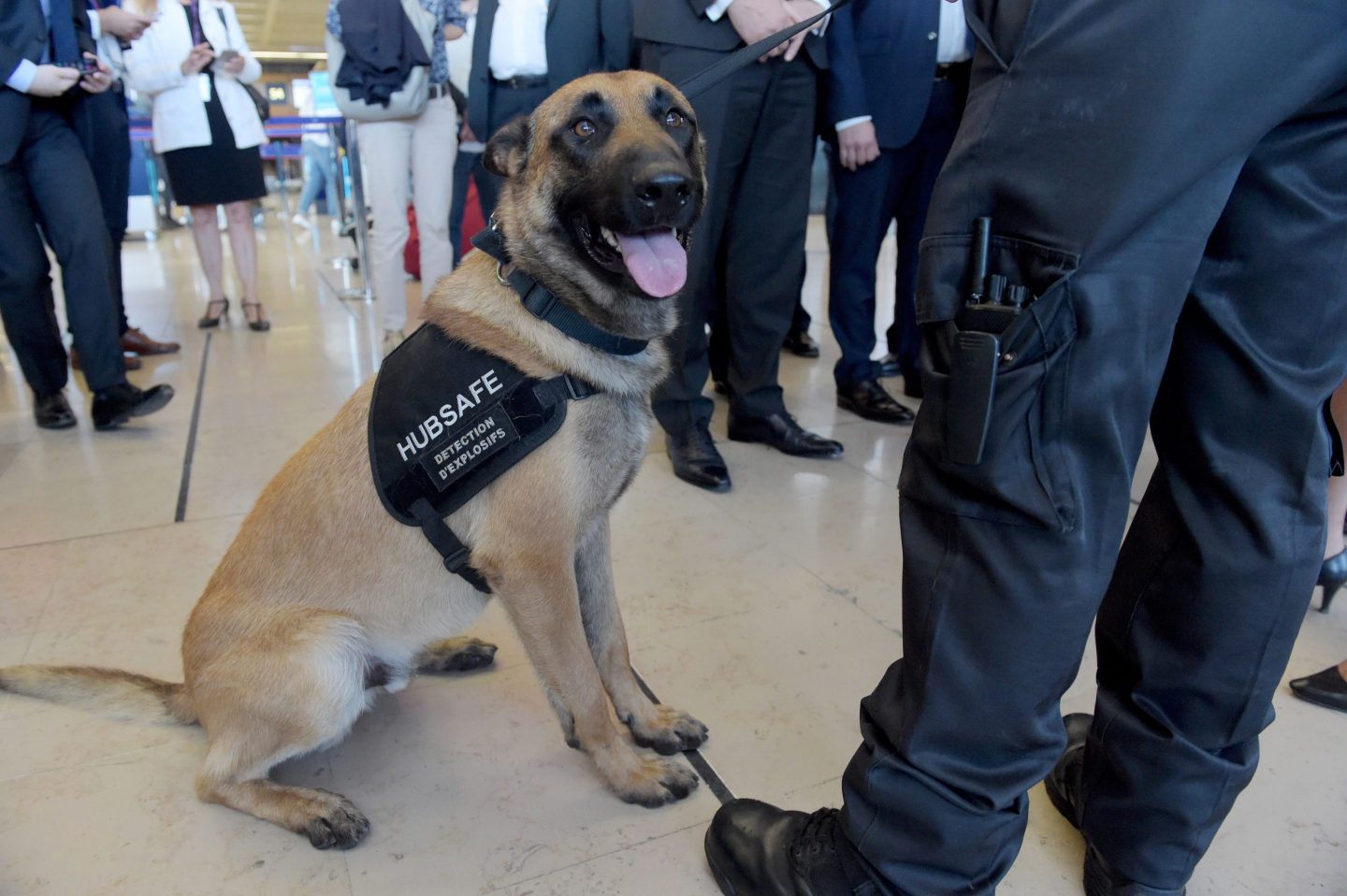 Photo of a security dog specialized in explosives detection with its handler at an airport.
