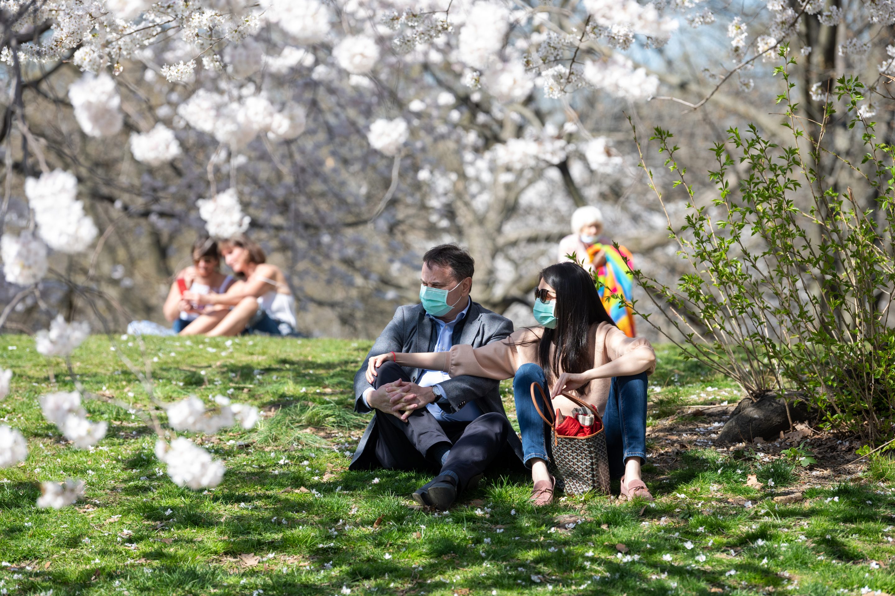 A couple wearing masks sits under blooming Japanese Cherry Blossom trees in Central Park amid the coronavirus pandemic on April 8, 2021, in New York City. When we talk about immune-evading COVID variants like Omicron BA.5, we’re really only talking about antibody immunity—and that’s only half of the story. 