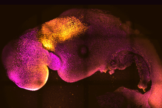Mouse embryo study