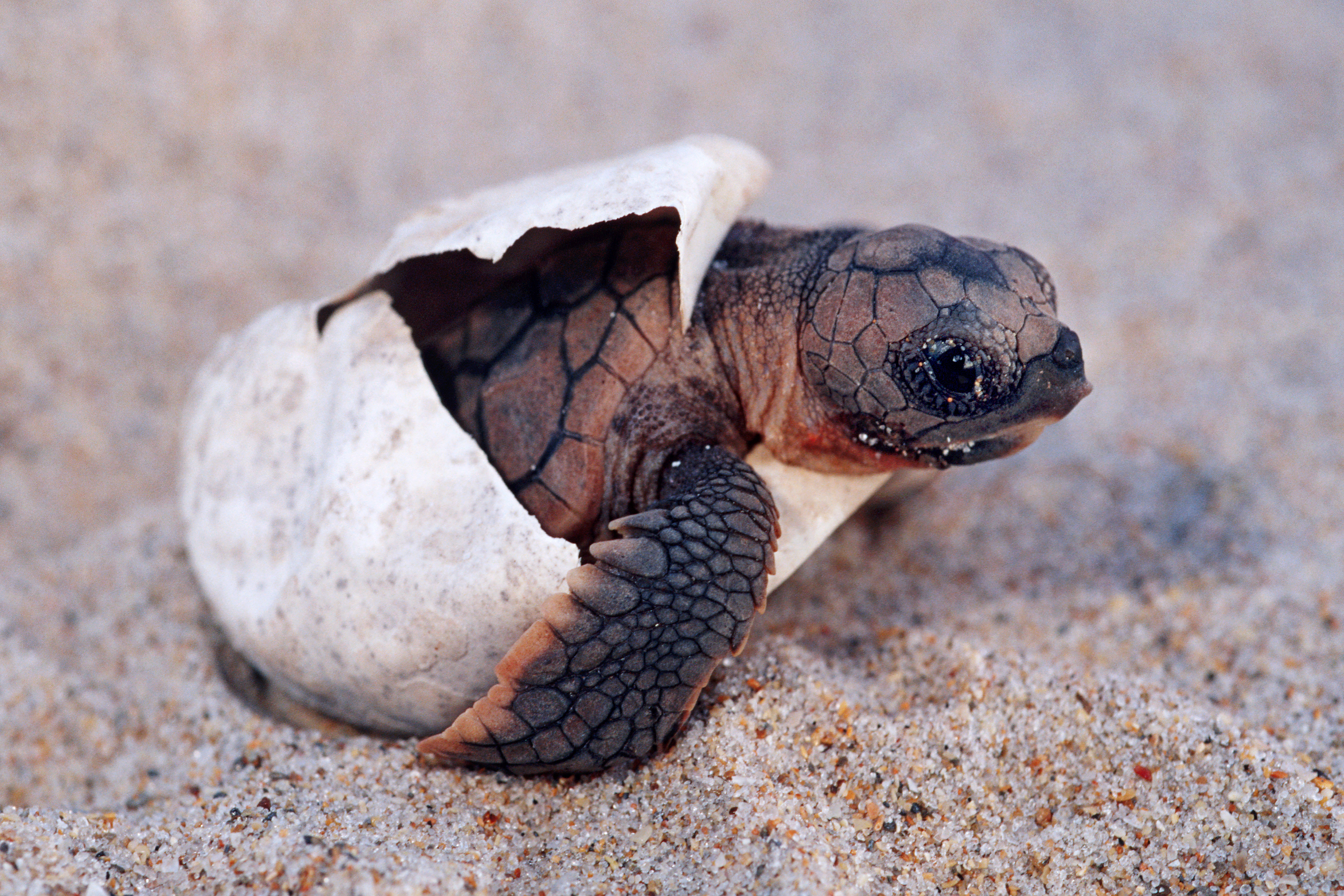A sea turtle hatching in Florida.