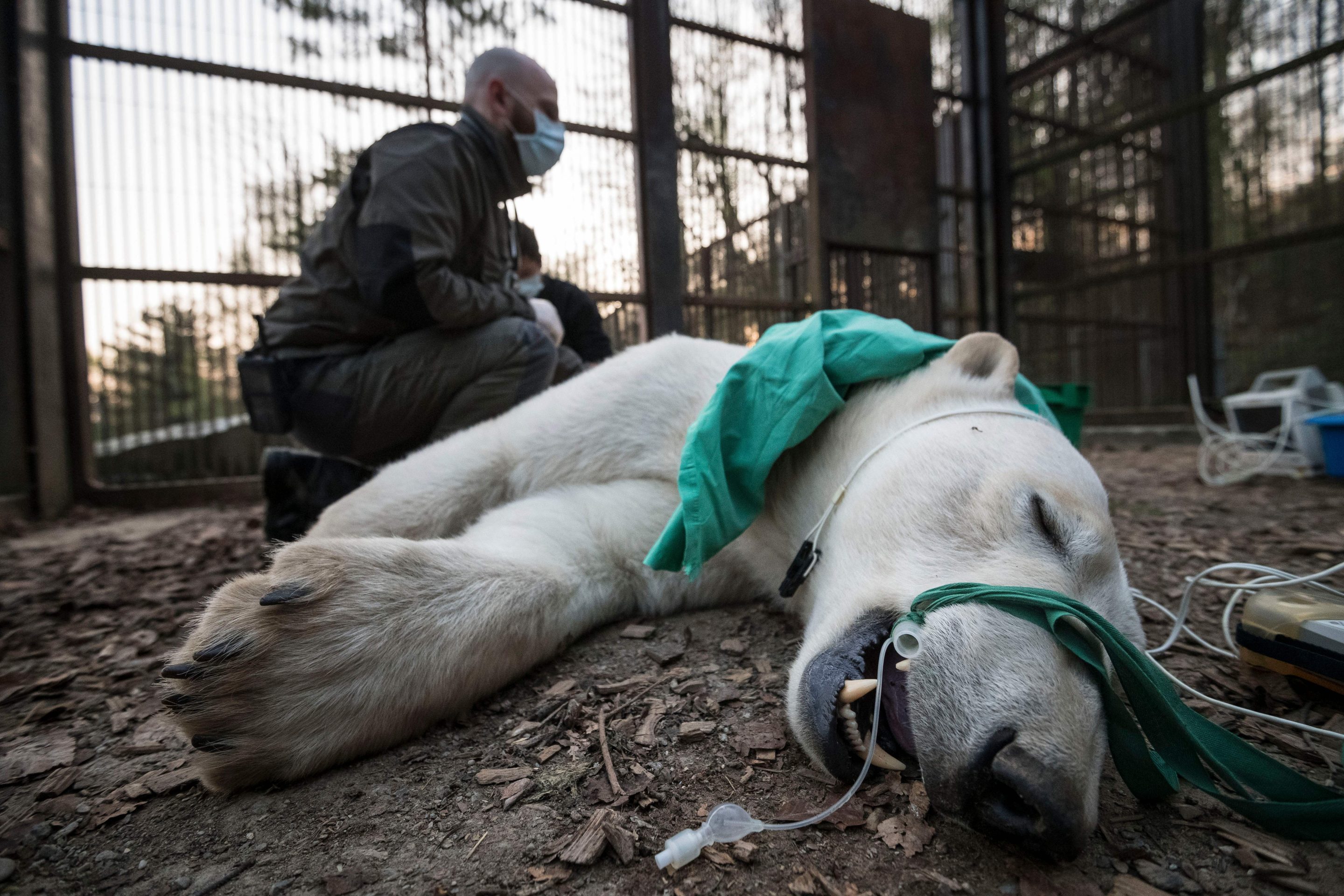 This polar bear doesn't have COVID, but thousands of animals have been diagnosed over the course of the pandemic.