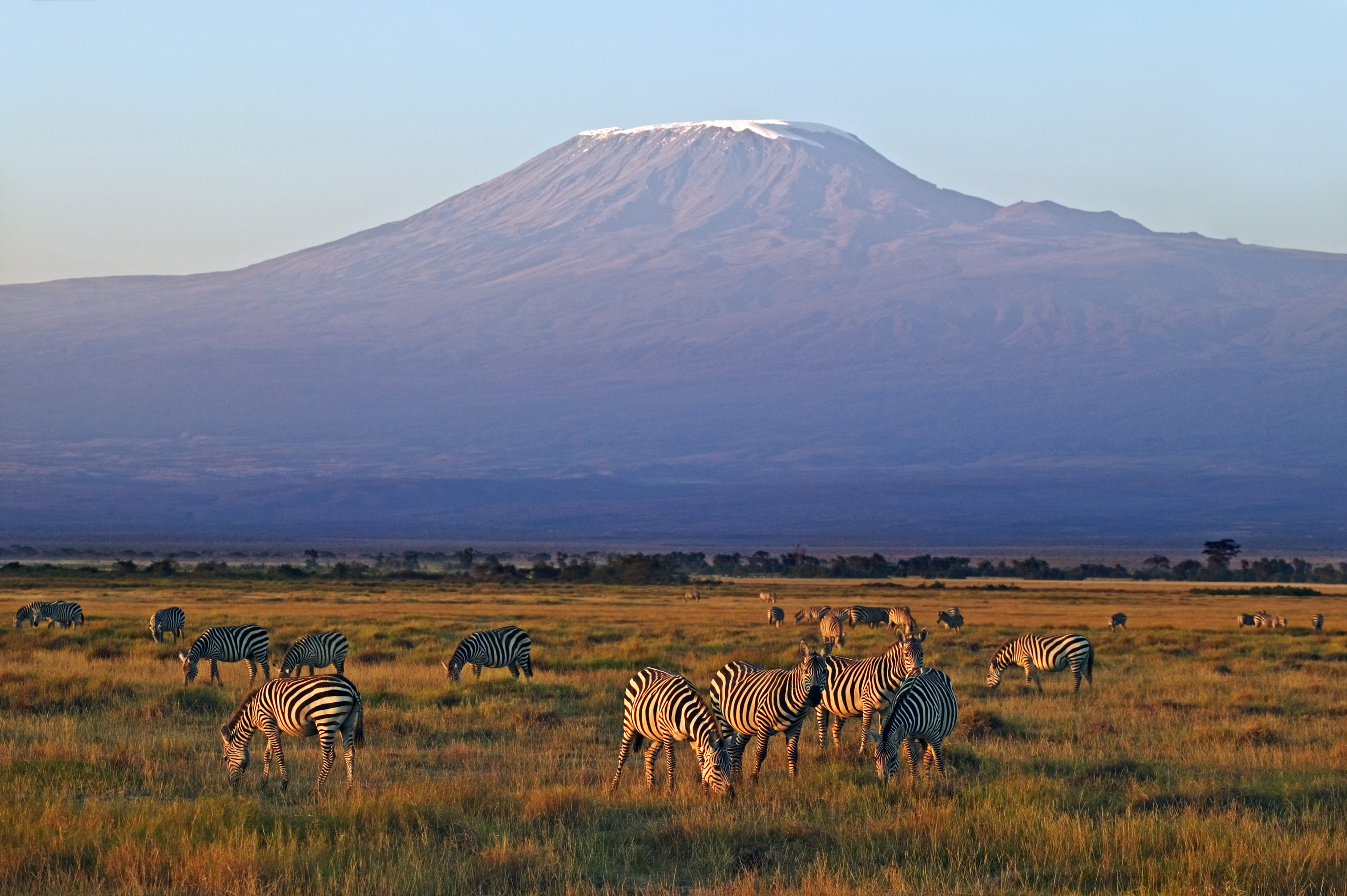 Zebras in front of Mount Kilimanjaro