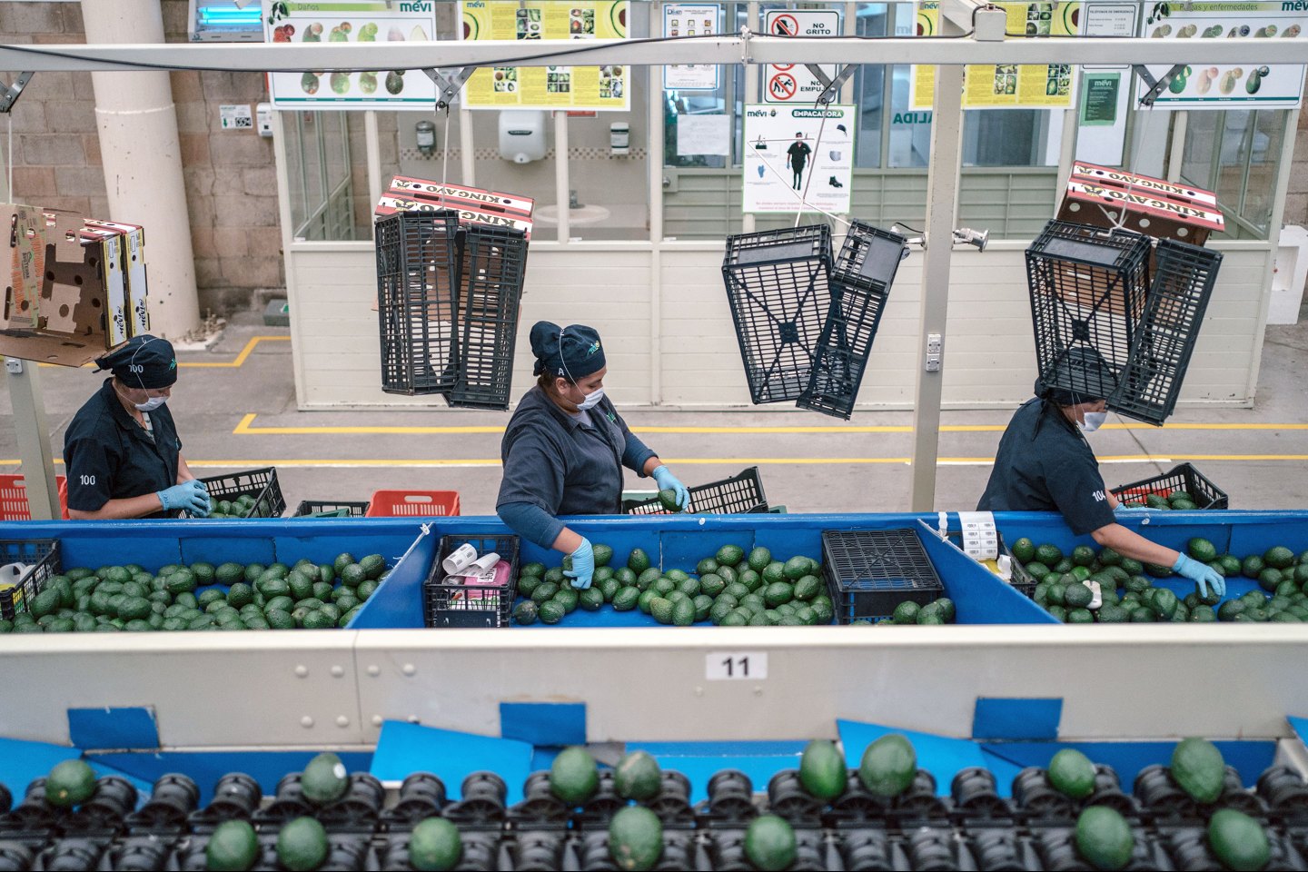 The Great Avocado Shortage: War, climate change, and a nightmare supply chain is driving avocado prices to new heights