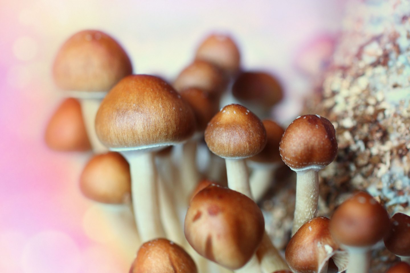 magic mushrooms