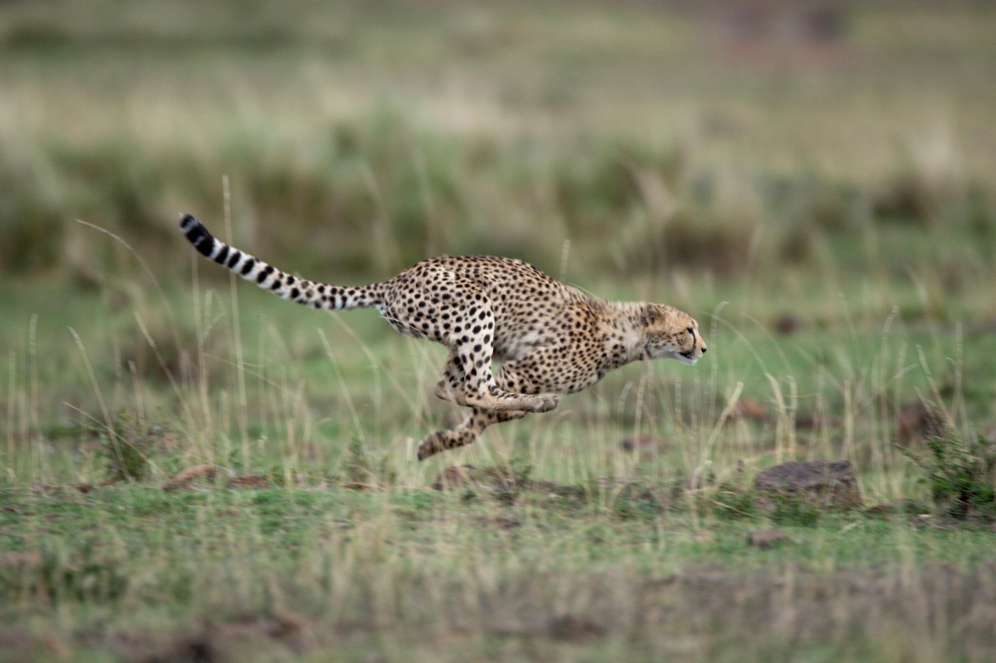 Cheetah