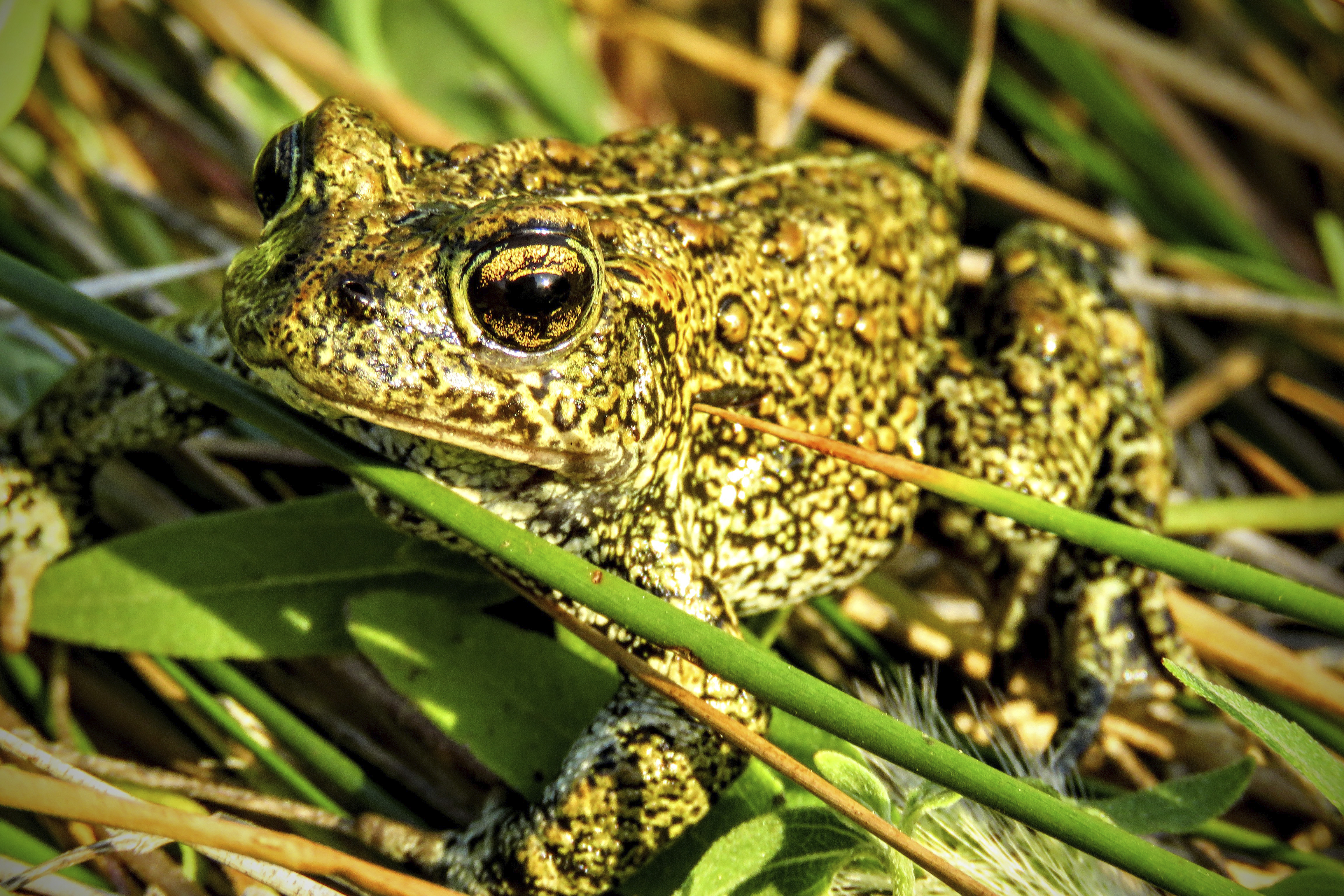 Toad