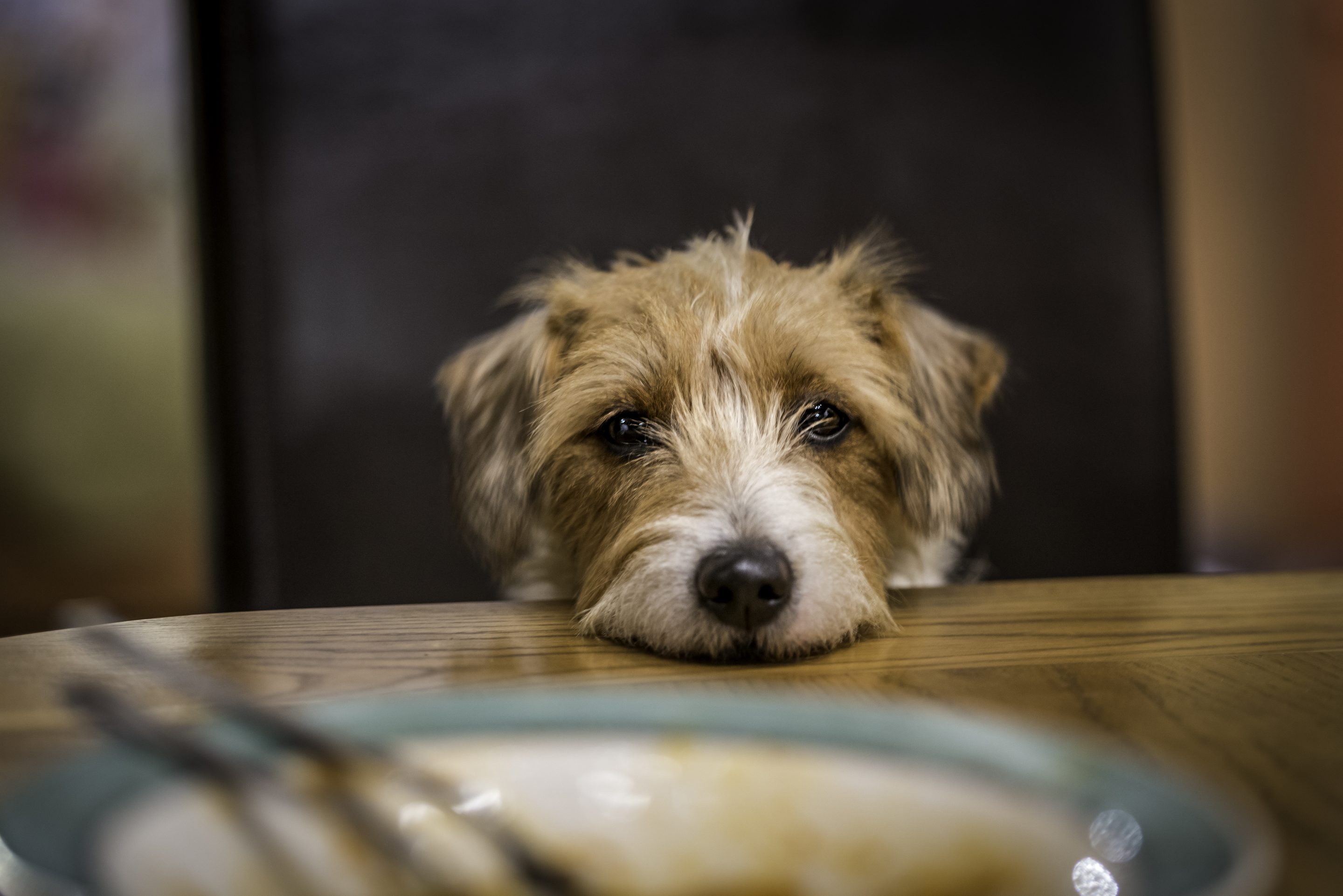 dog looks forlorn at dinner table