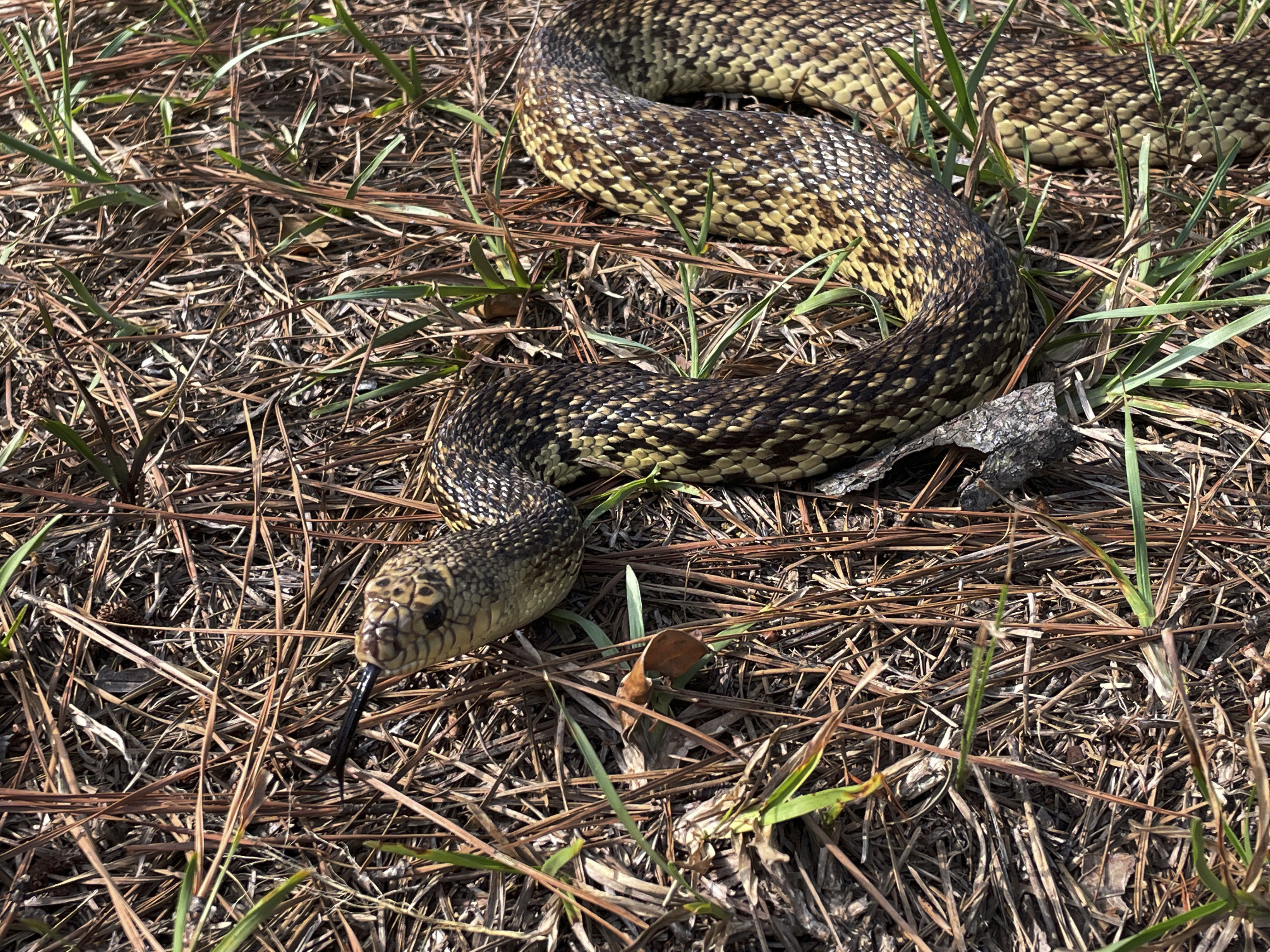 A Louisiana pine snake