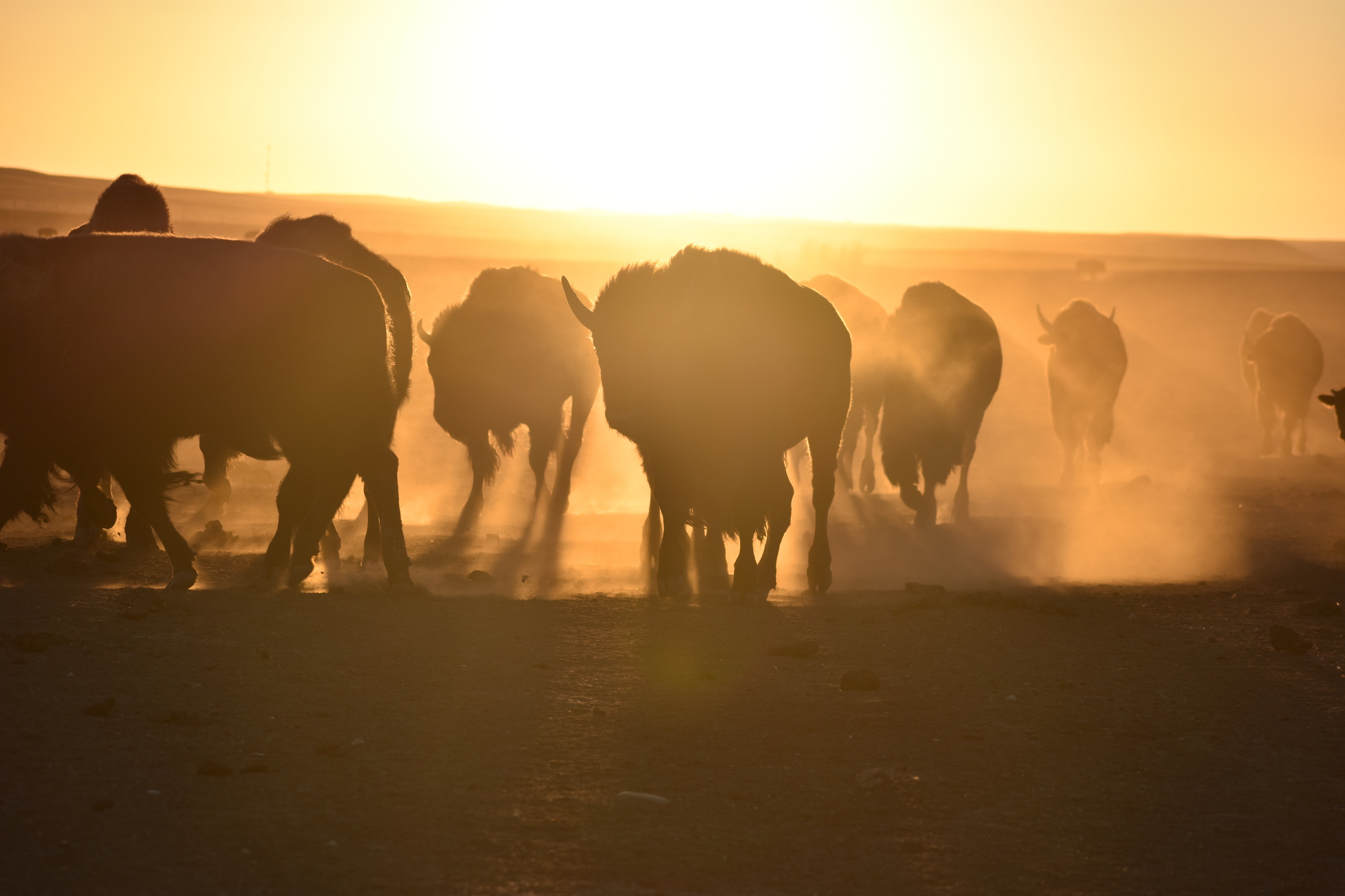 A herd of Bison in South Dakota