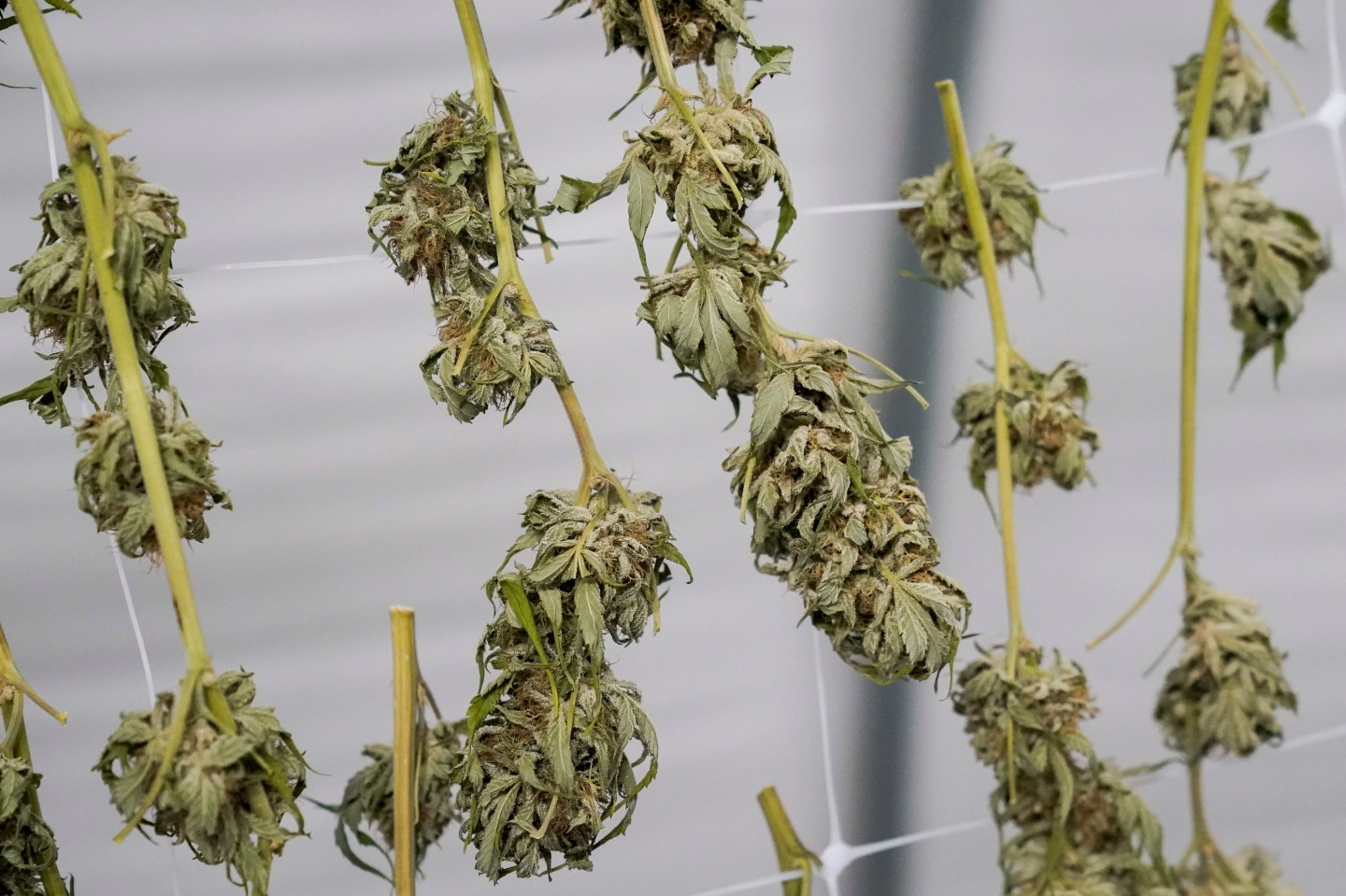Marijuana