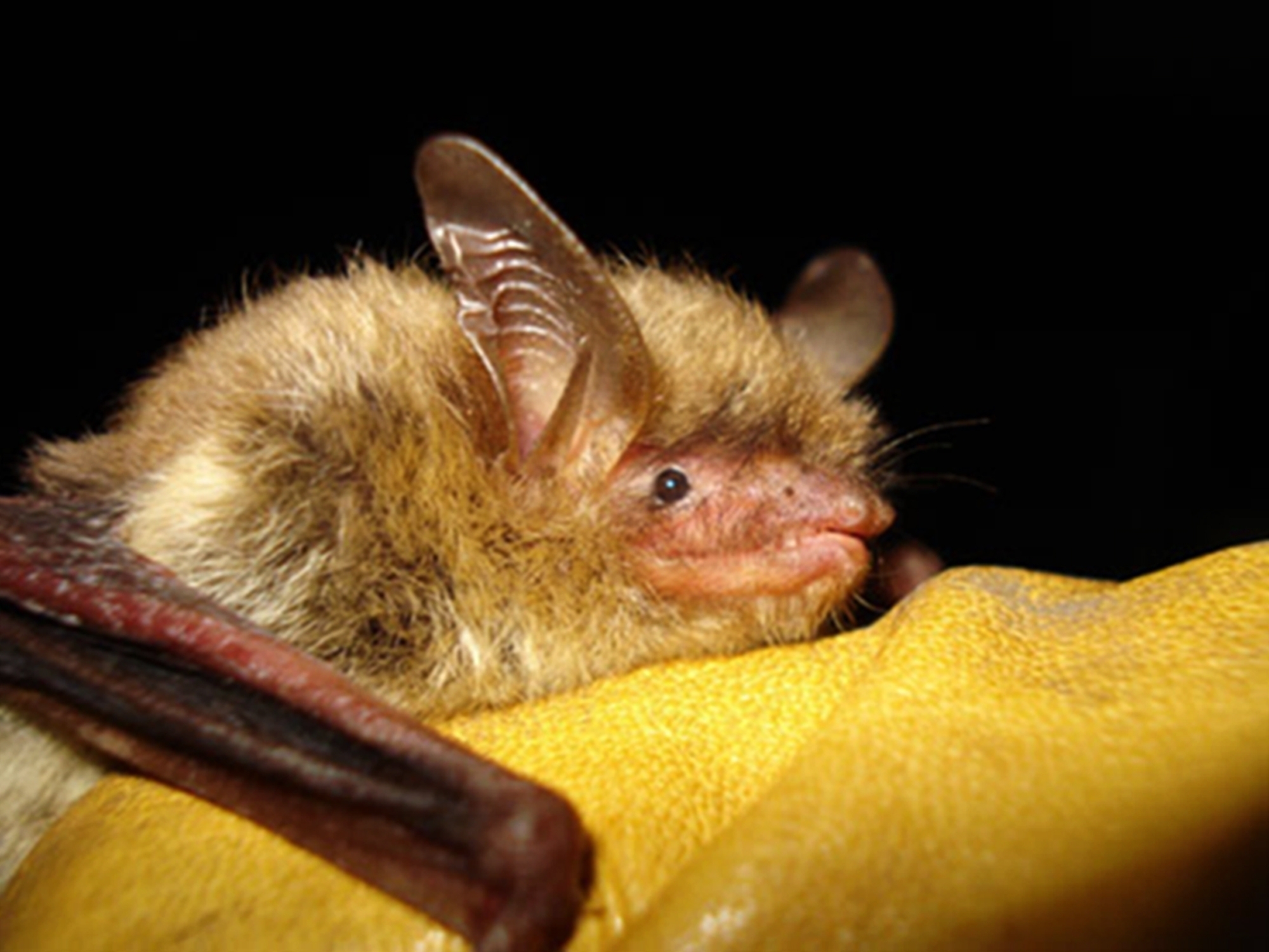 A northern long-eared bat