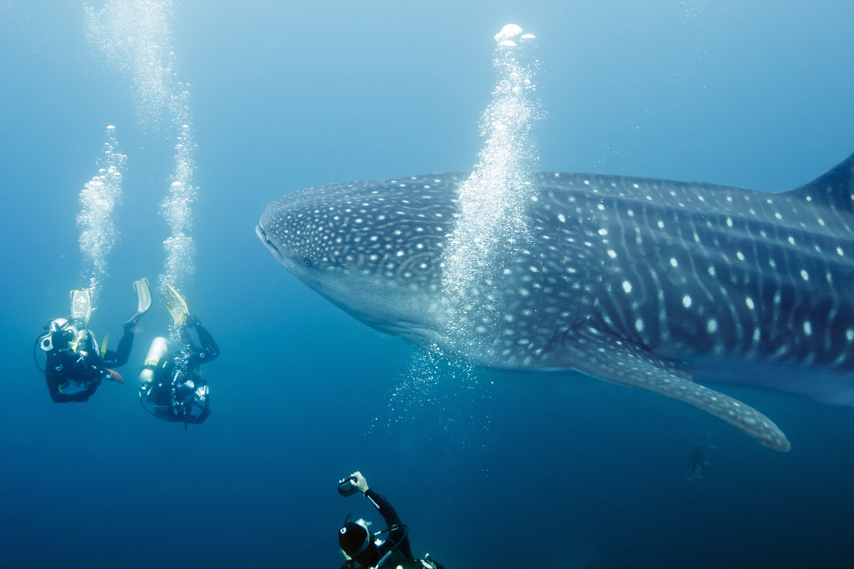 The whale shark (Rhincodon typus) is the largest shark and the largest fish. It is up to 40 feet (12 meters) long and weighs up to 15 tons. Wolfe Island, Galápagos Islands, Ecuador.