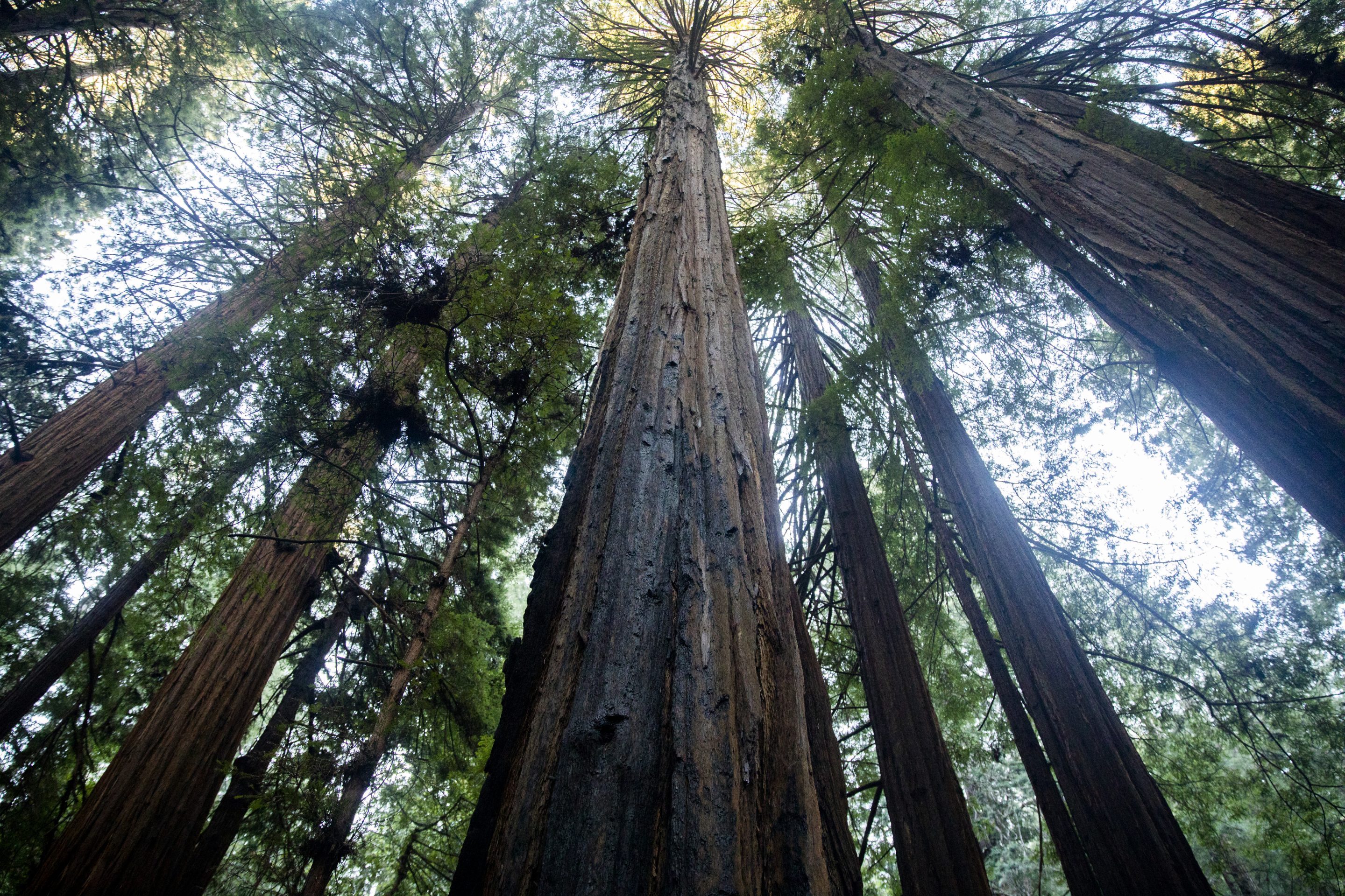 Redwoods stretch up toward the sky at Muir Woods National Monument in Mill Valley, Calif.