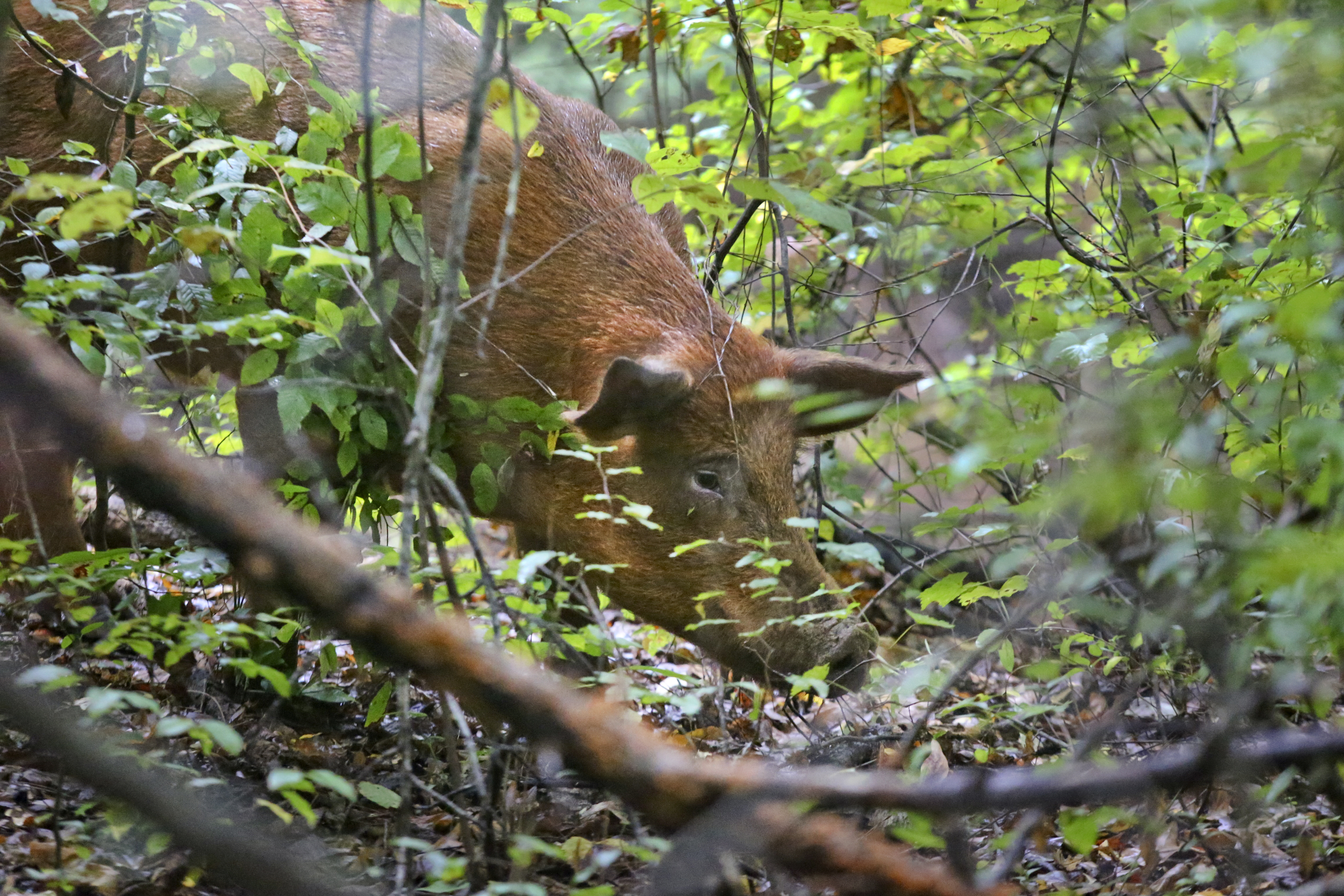 Feral hog