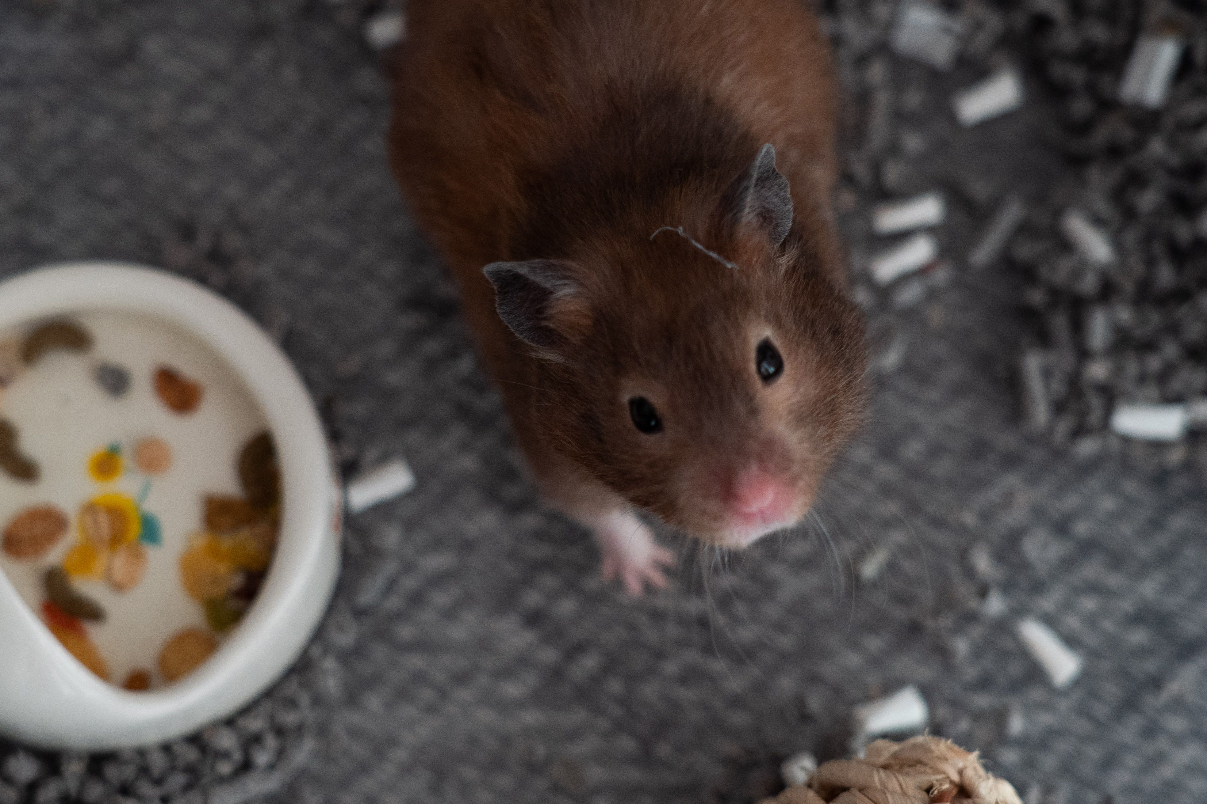 Hong Kong plans to lift its ban on importing hamsters.