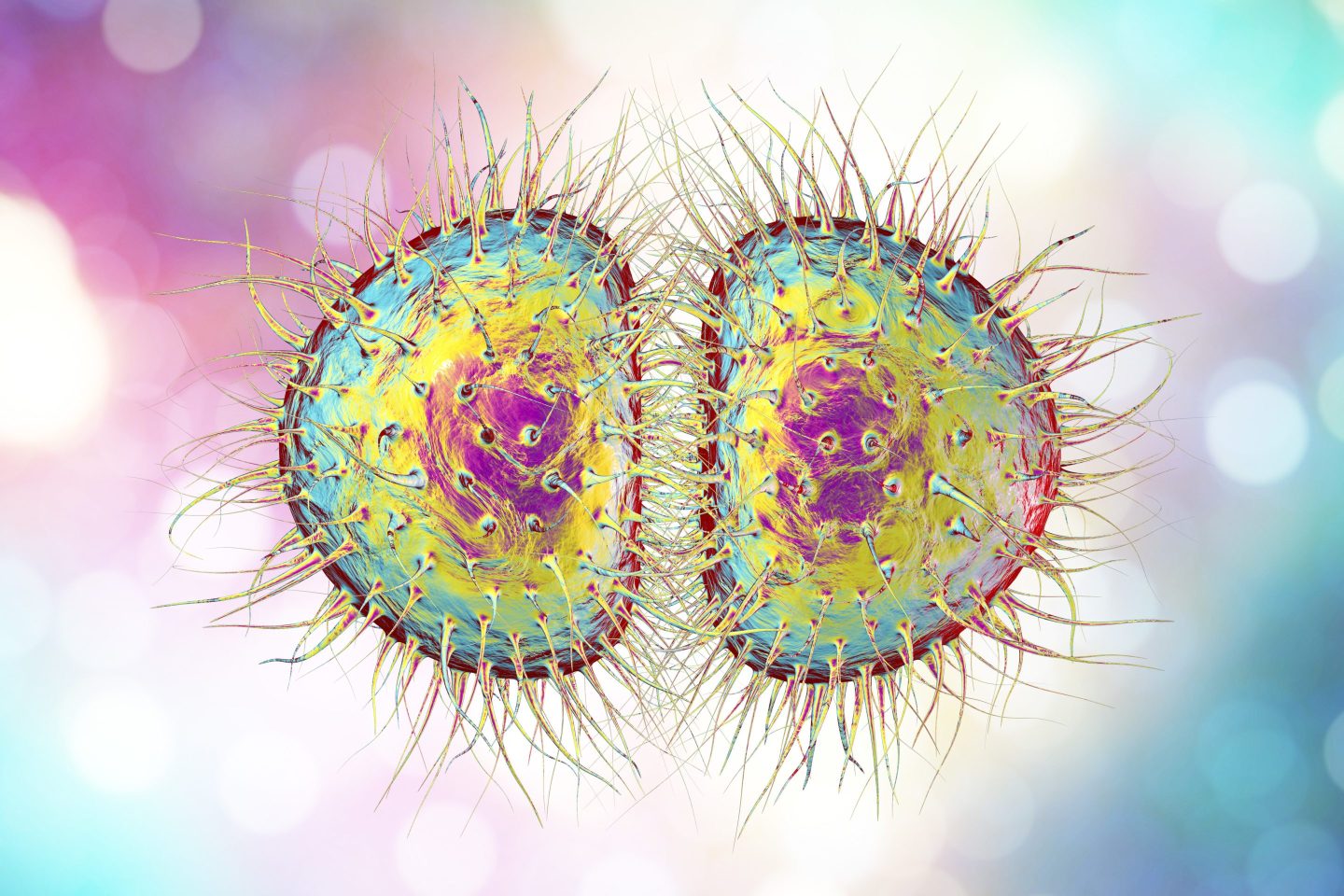 A computer illustration of Neisseria gonorrhoeae bacteria. A “super strain” of gonorrhea—against which many types of antibiotics are less effective or not effective at all—has been identified in the U.S. for the first time, health officials said Thursday, raising further concern that a post-antibiotic era is approaching.