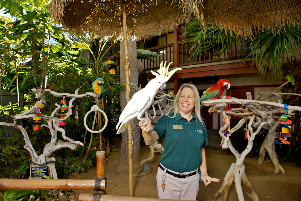 Jackie Kohlman with several of the parrots at the Catamaran Resort Hotel and Spa in California. 