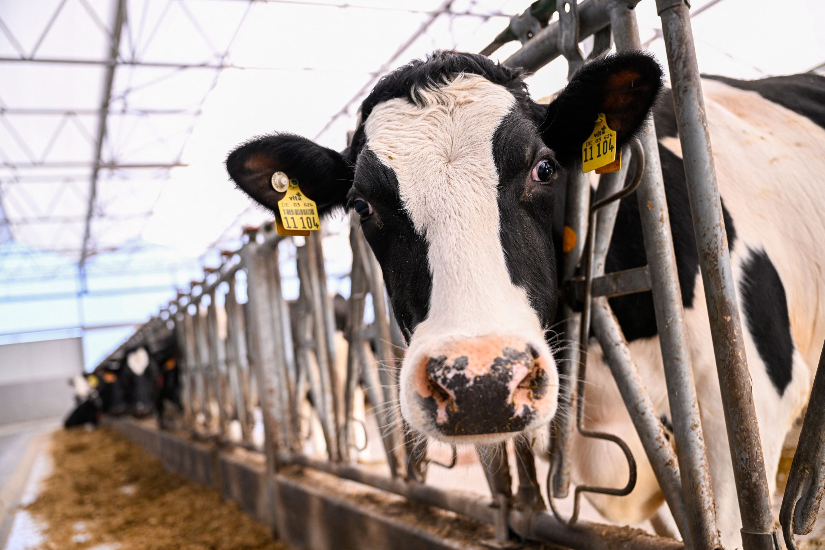 "The cow is the how," Elanco CEO says.