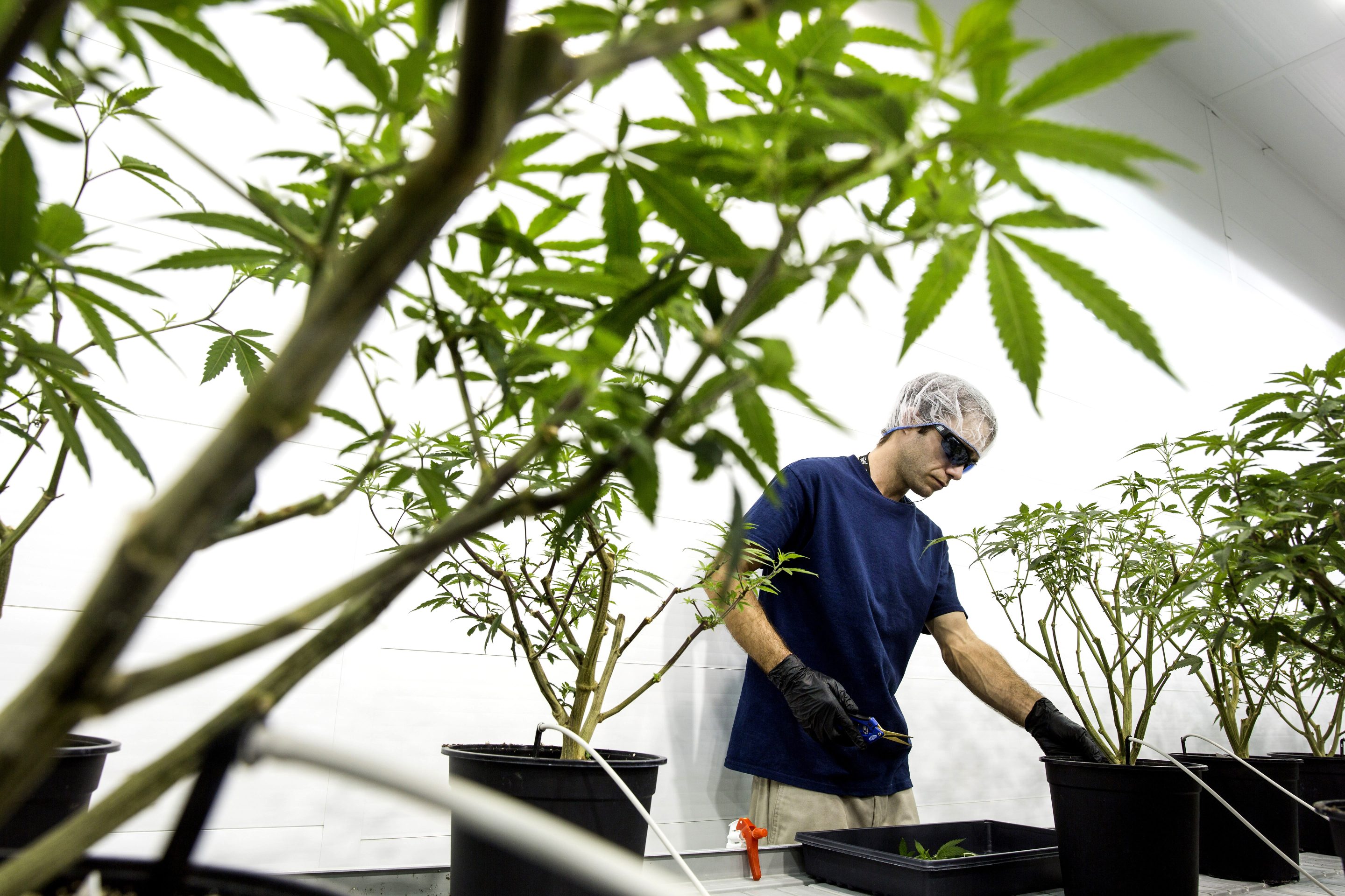 Canopy Growth facility in Canada.