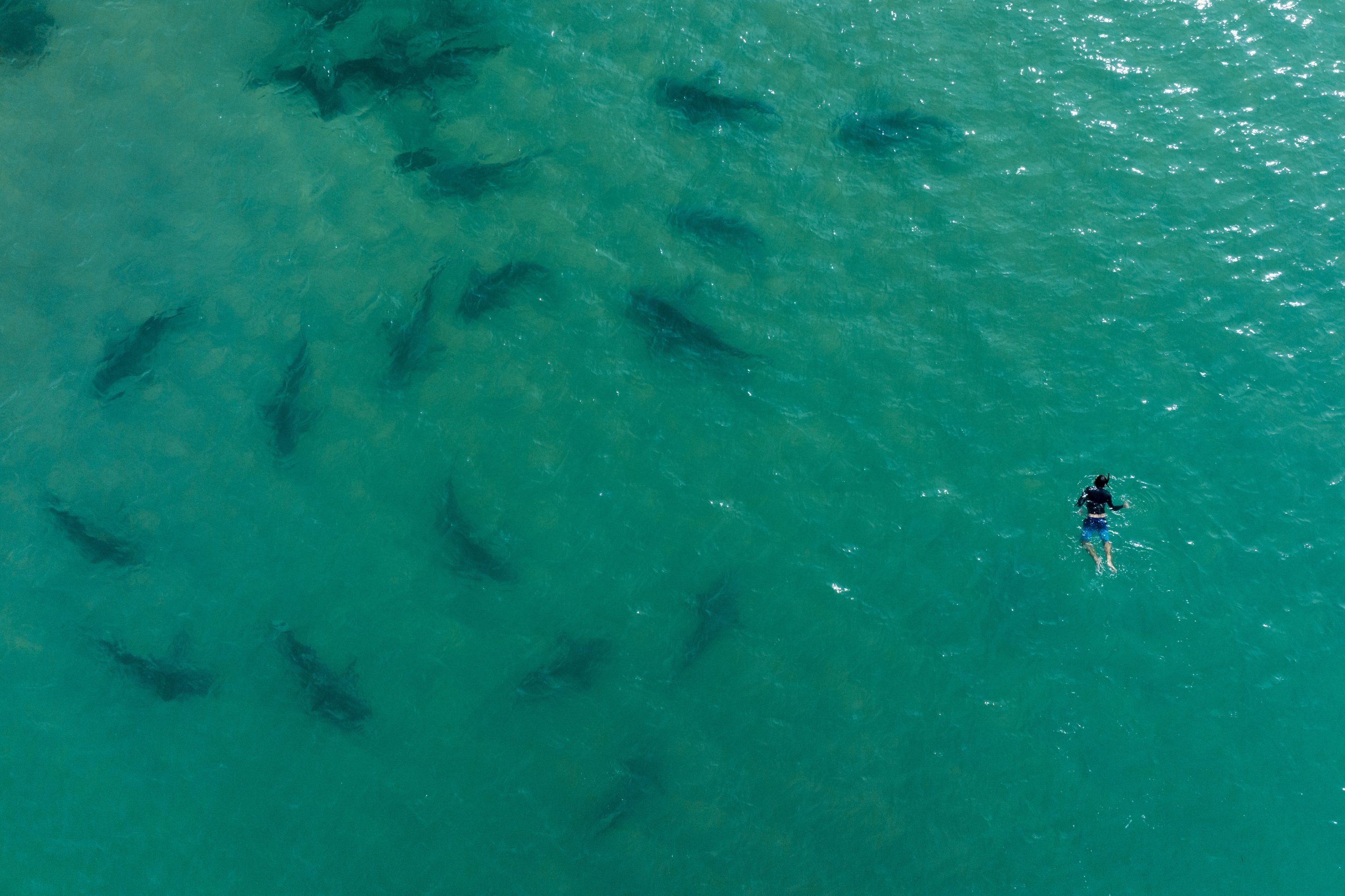 Sandbar sharks swim next to a person snorkeling in the Mediterranean Sea off the coast of Hadera, Israel, Monday, Nov. 21, 2022.