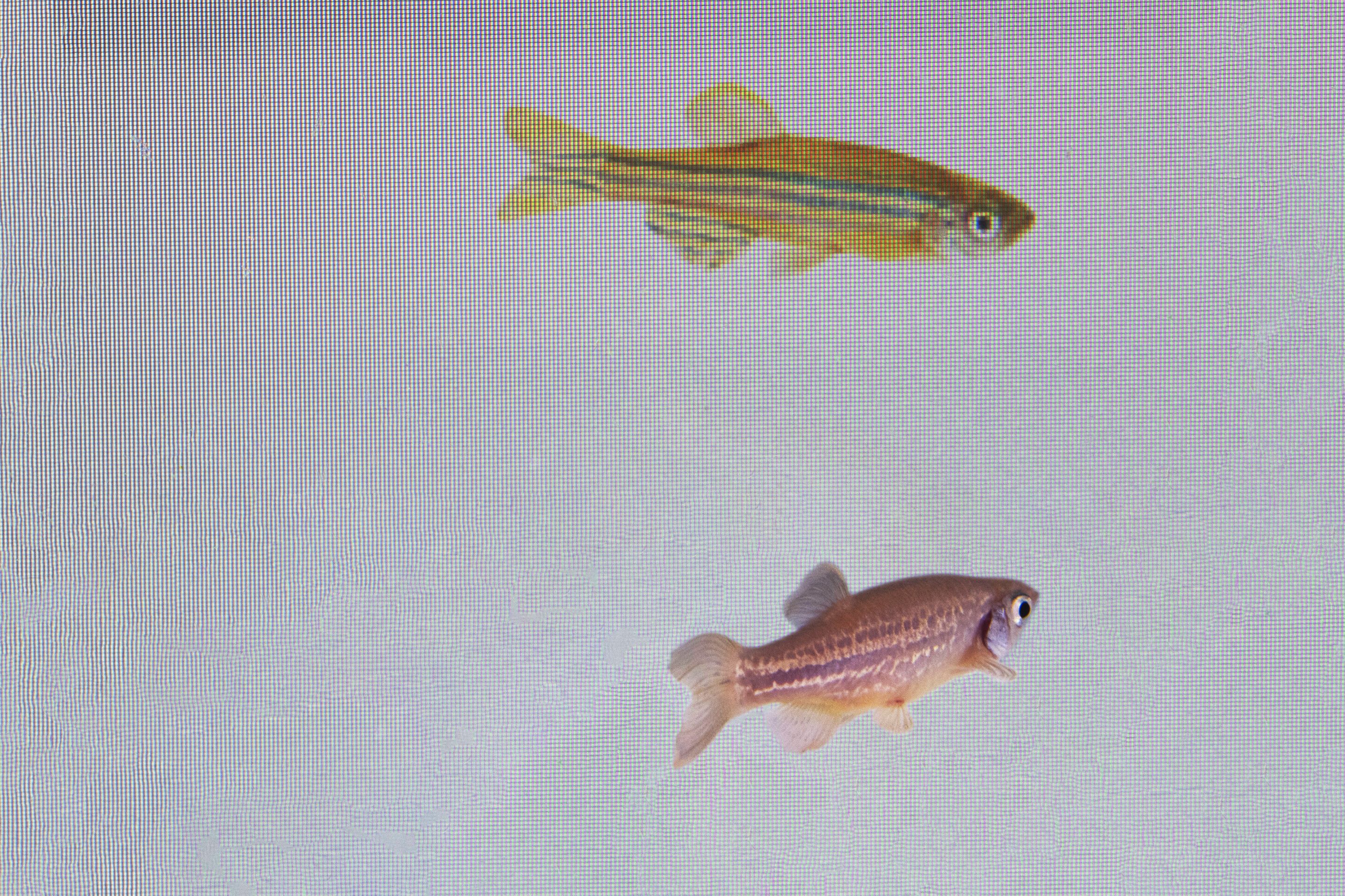 Zebrafish