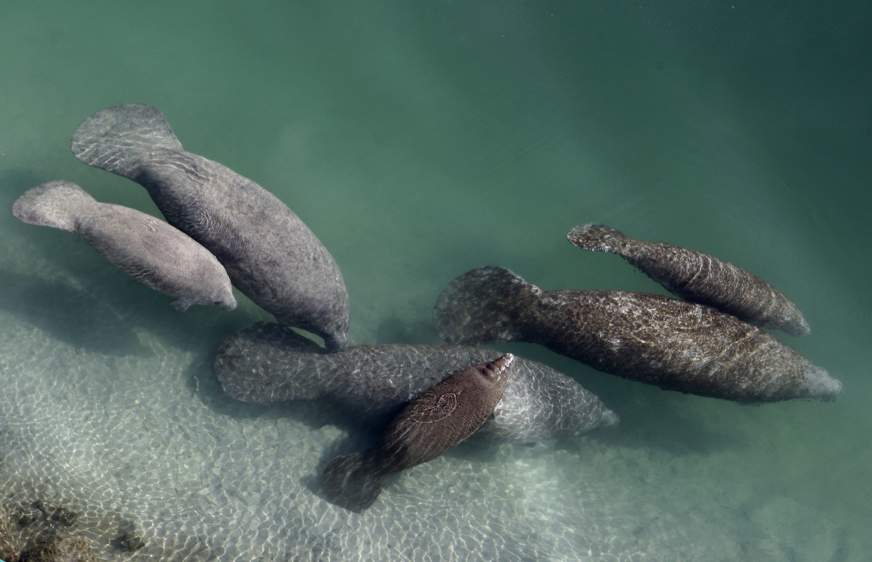 A group of manatees are pictured in a canal where discharge from a nearby Florida Power & Light plant warms the water in Fort Lauderdale, Fla., Dec. 28, 2010. 