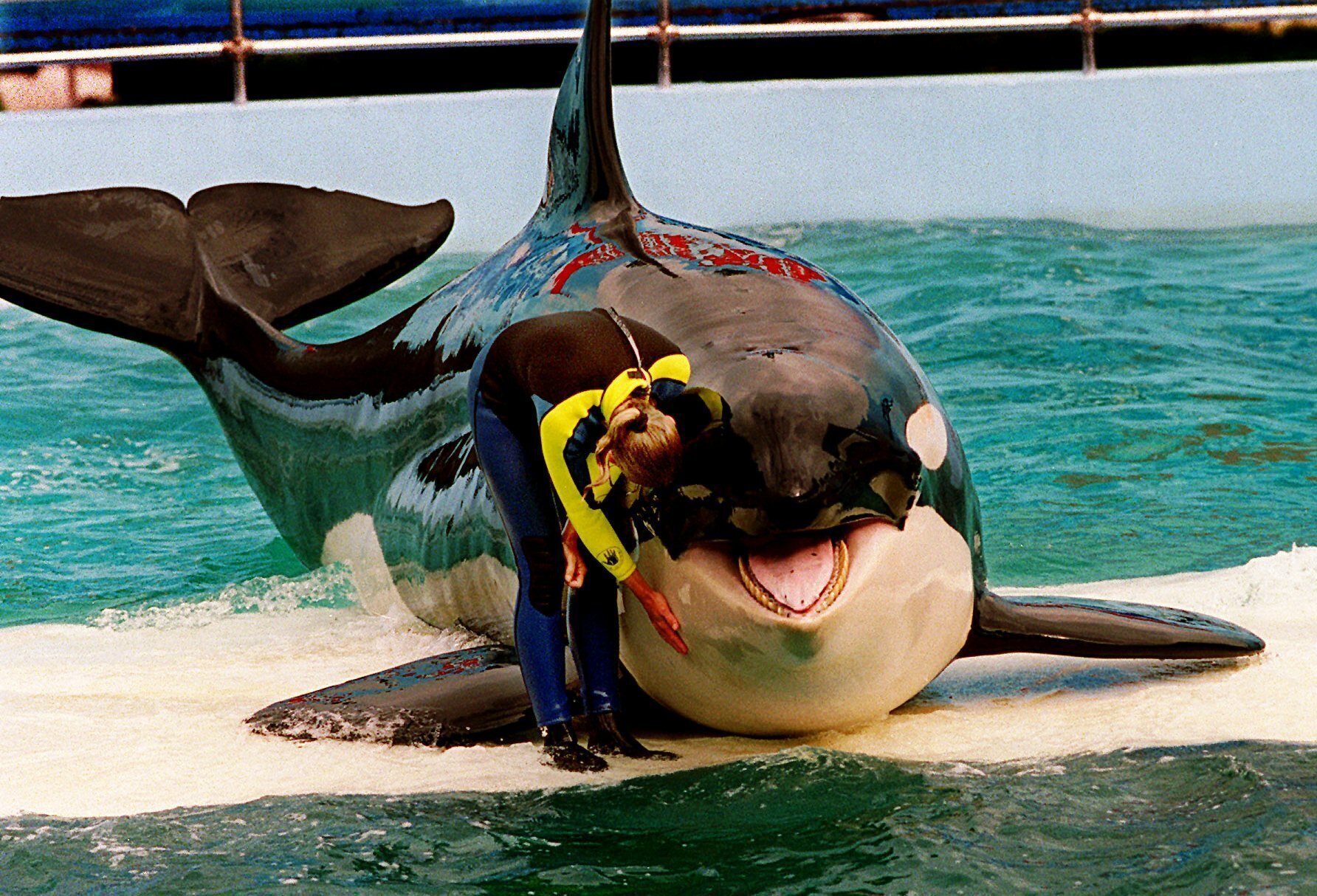 Trainer Marcia Hinton pets Lolita, a captive orca whale, during a performance at the Miami Seaquarium in Miami on March 9, 1995.