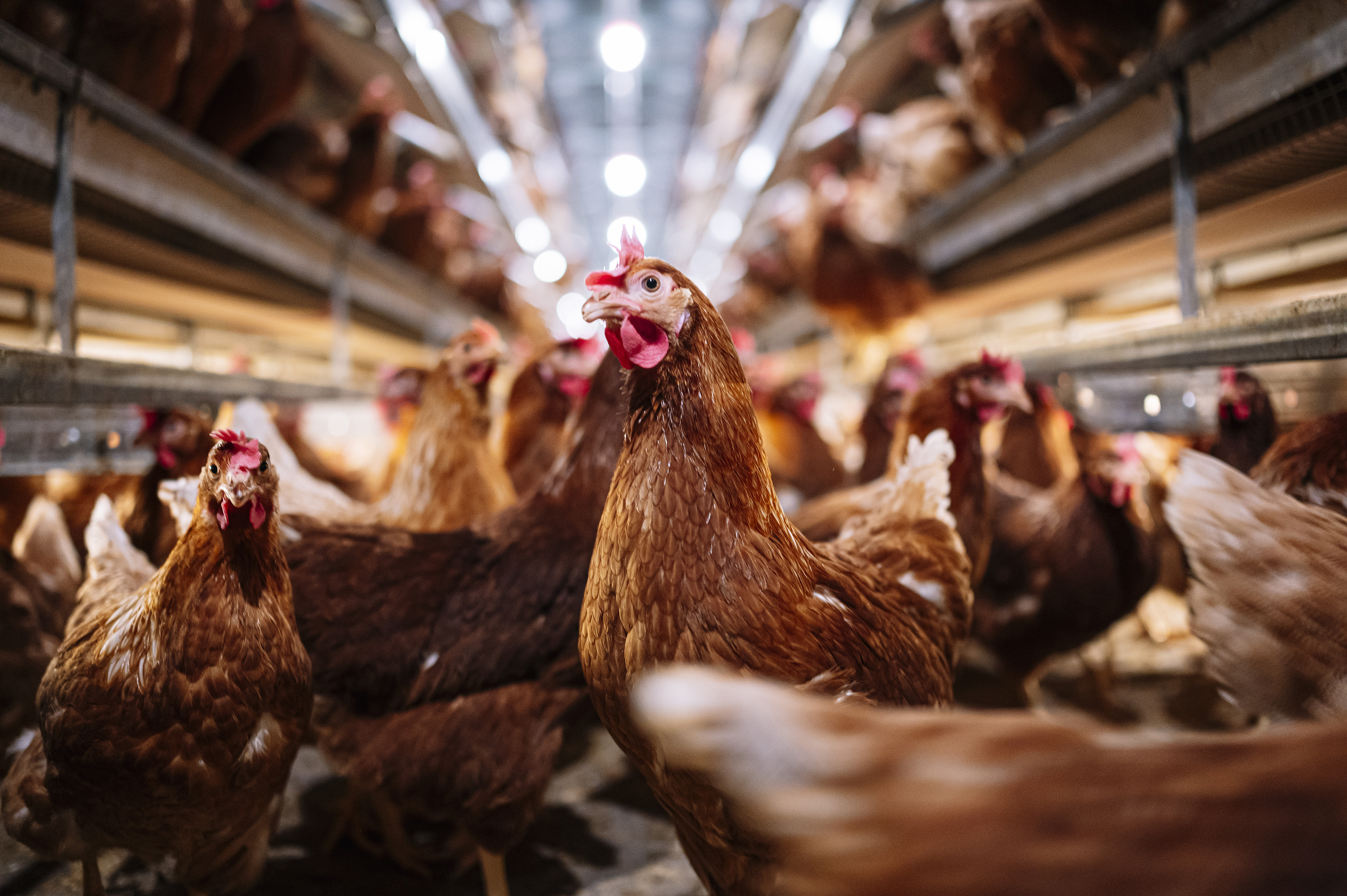 Thousands of chickens in a barn