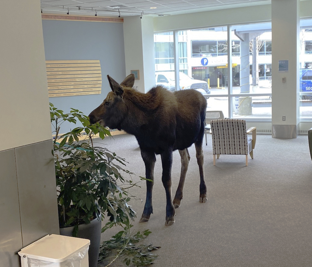 Moose