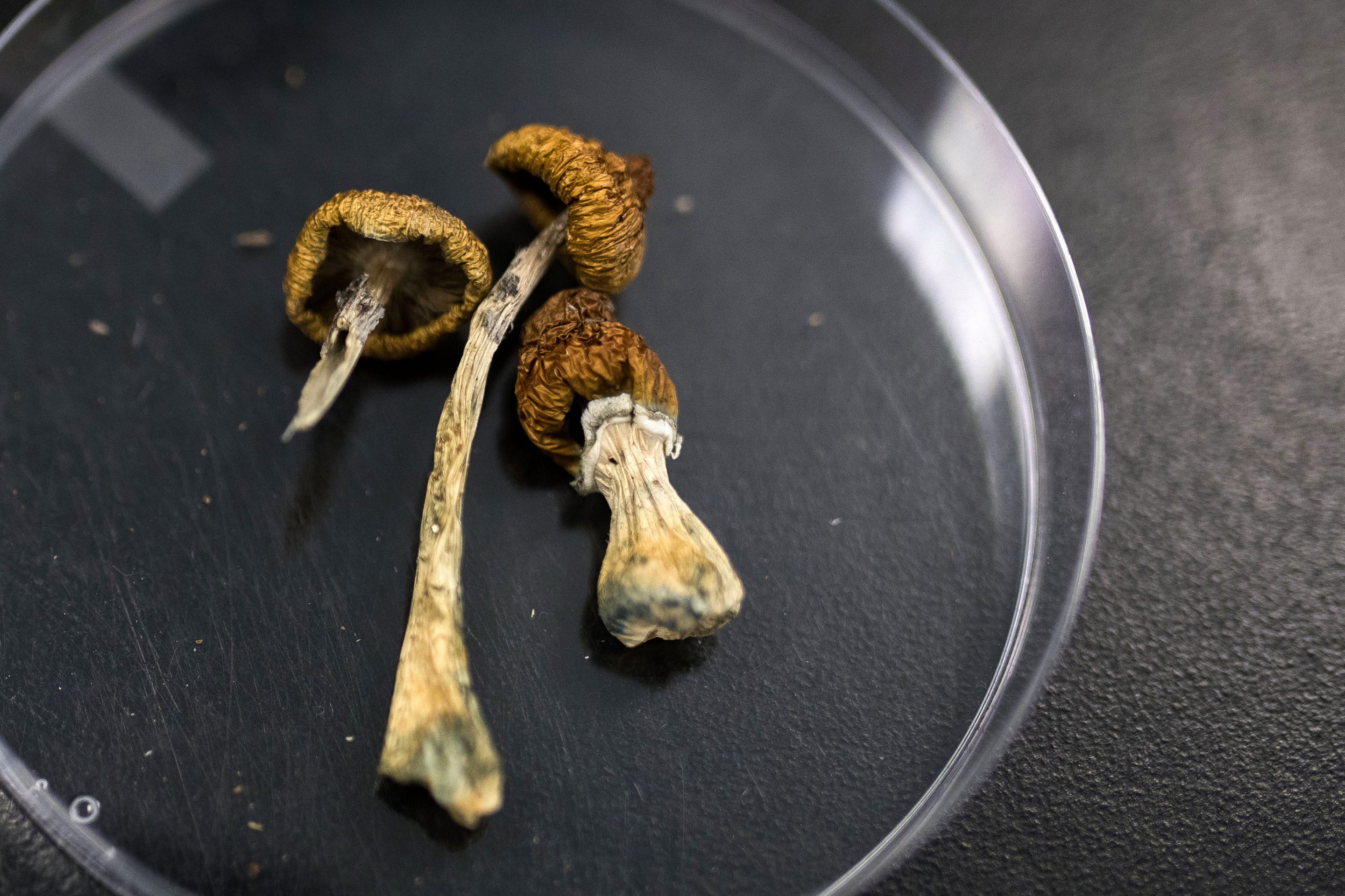 Magic mushrooms. 