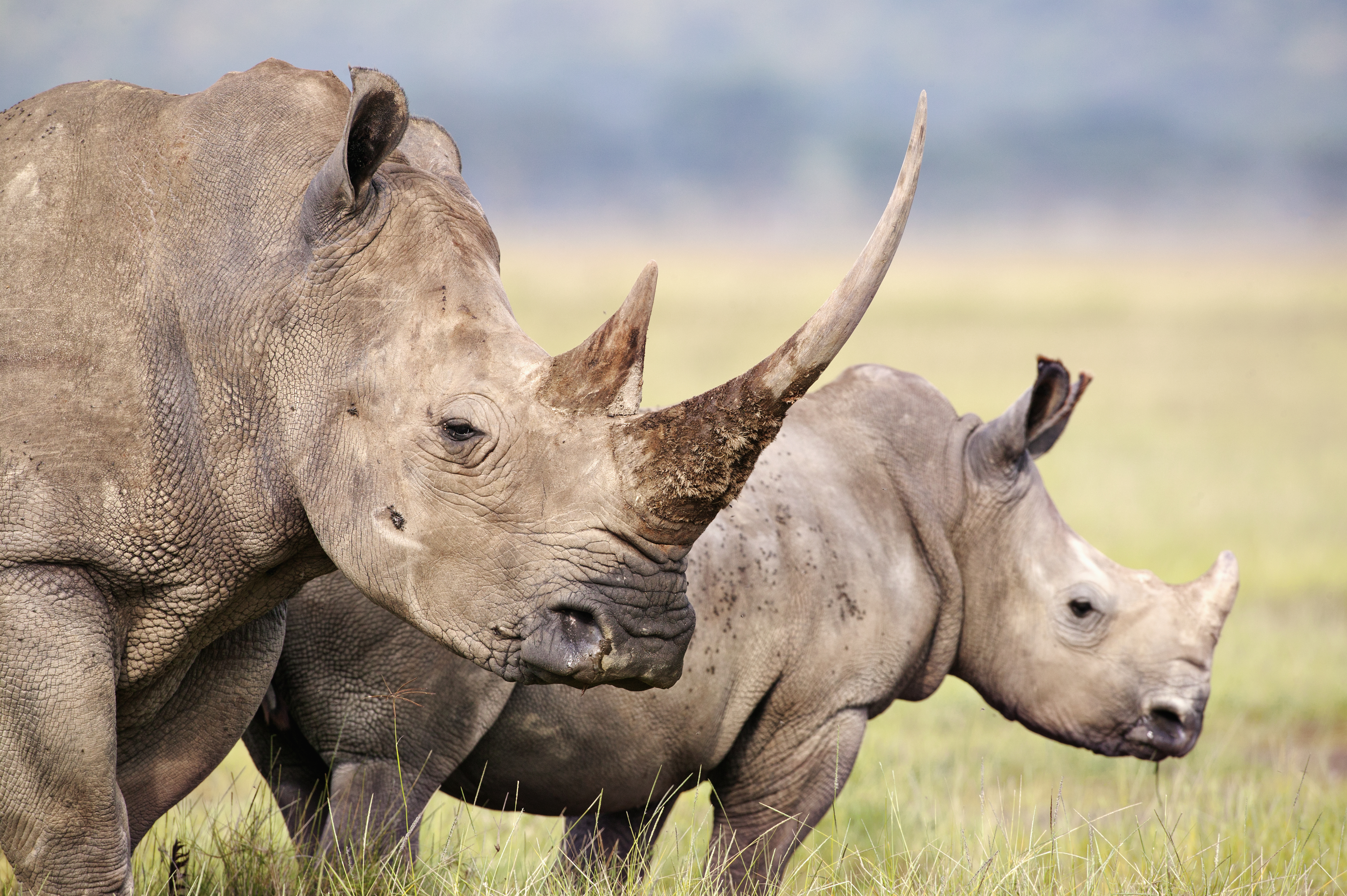 Female with very long horn and calf. Lake Nakuru National Park Kenya. Dist. Localised: Southern and East Africa