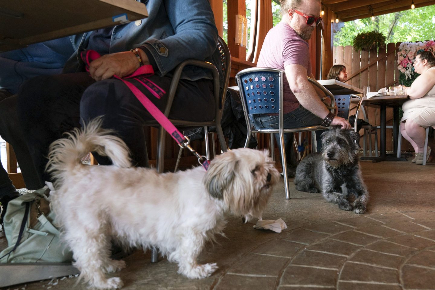 U.S. government says it’s fine to bring dogs into outdoor restaurant spaces but not everybody is happy about it