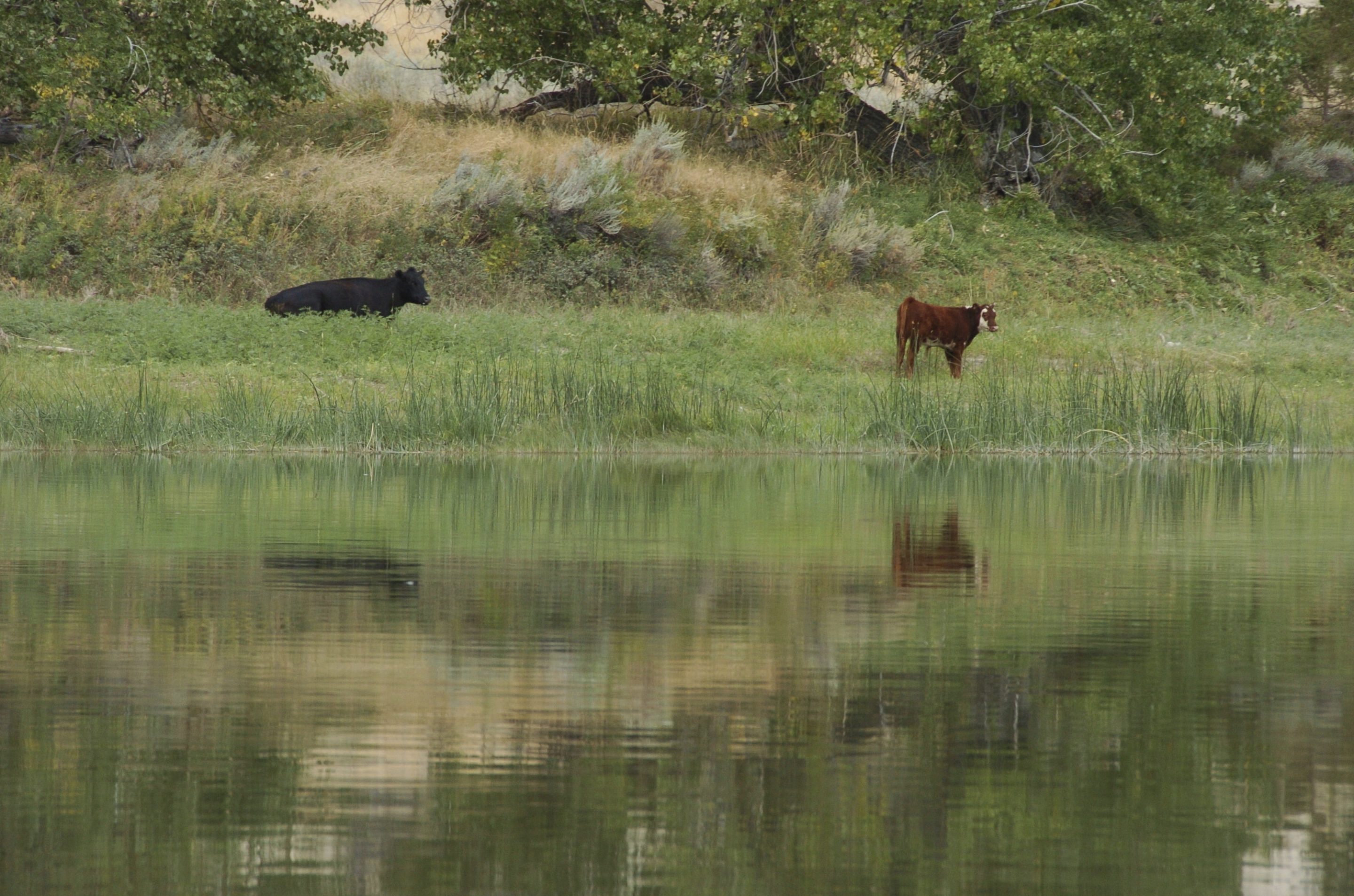 A Biden administration proposal would allow the sales of conservation leases on federal lands to restore degraded habitat.